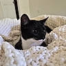 Bruce joined the competition — help win amazing prizes! cat, kitten, tuxedo_cat, black_and_white, whiskers, ears, blanket, knit, cozy, indoor, pet, cute, curious, closeup, feline, young_animal, soft_texture, resting, comfort, domestic_animal