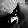 Bruce is registered to the contest to win money with this photo: animal, black_and_white, blanket, cat, closeup, cozy, curious, cushion, cute, fur, hidden, indoor, pet, portrait, resting, shadow, soft_texture, tuxedo_cat, whiskers, yellow_eyes
