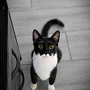 Bruce joined the competition — help win amazing prizes! alert, animal, black_and_white, cat, close_up, curious, cute, domestic_cat, drawer_handle, feline, floor_tiles, home_interior, indoor, looking_up, pet, standing, tail, tuxedo_cat, whiskers, yellow_eyes