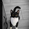 alert, animal, black_and_white, cat, close_up, curious, cute, domestic_cat, drawer_handle, feline, floor_tiles, home_interior, indoor, looking_up, pet, standing, tail, tuxedo_cat, whiskers, yellow_eyes