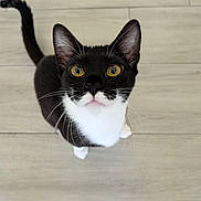 Bruce is registered to the contest to win money with this photo: cat, tuxedo_cat, pet, animal, whiskers, yellow_eyes, black_and_white, curious, looking_up, floor, wooden_floor, indoor, cute, feline, close_up, domestic_cat, ears, tail, paws, fur