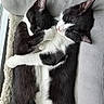 Bruce is registered to the contest to win money with this photo: cat, tuxedo_cat, sleeping, cuddling, pets, black_and_white, fur, cozy, resting, indoor, cute, animal, feline, soft, relaxing, companion, close_up, snuggling, comfort, home