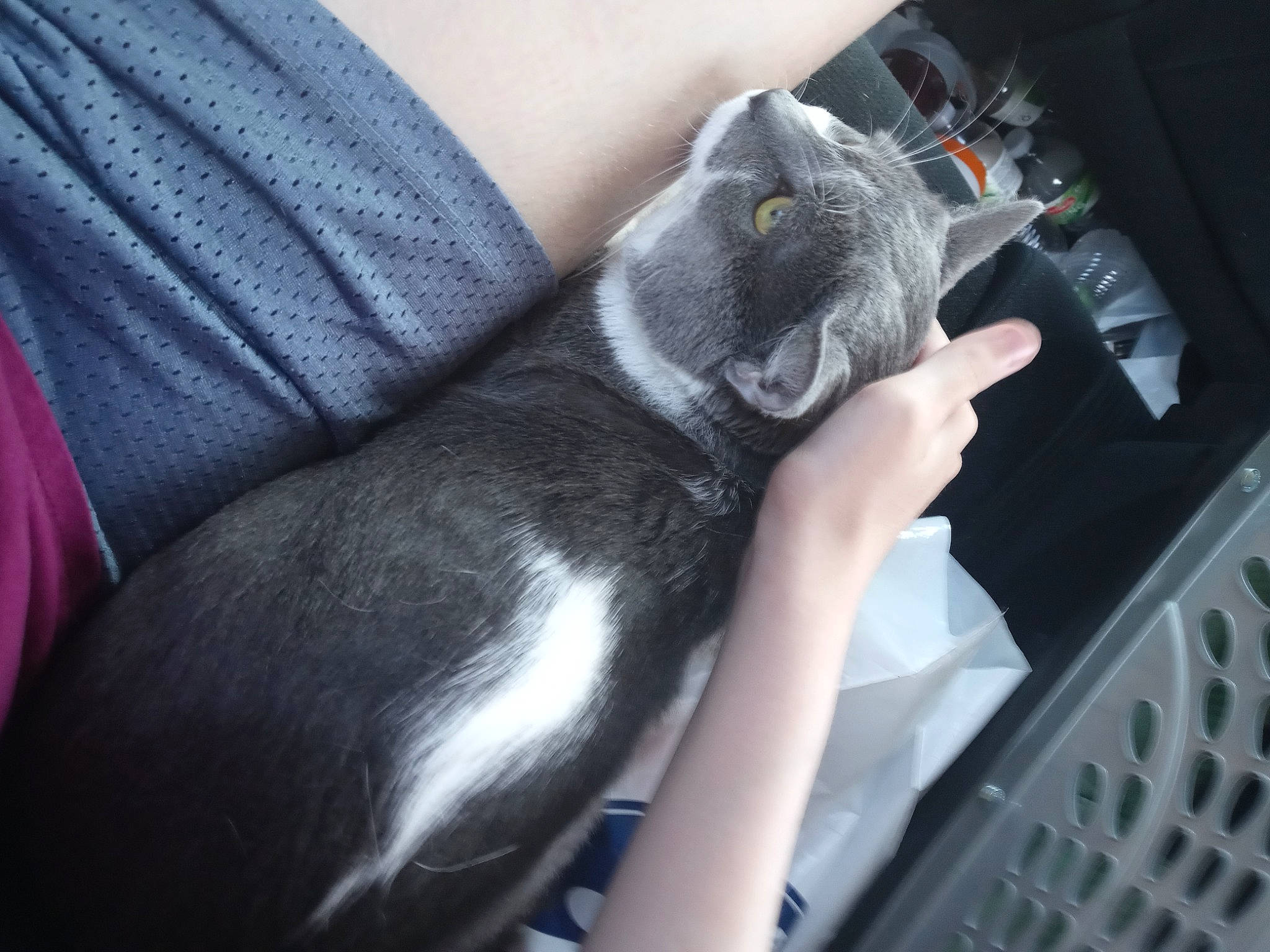 Max is registered to the contest to win money with this photo: auto_part, automotive_exterior, car_seat, carnivore, cat, comfort, electric_blue, felidae, finger, fur, gesture, hand, human_leg, lap, nail, steering_wheel, thigh, vehicle_door, whiskers, wrist