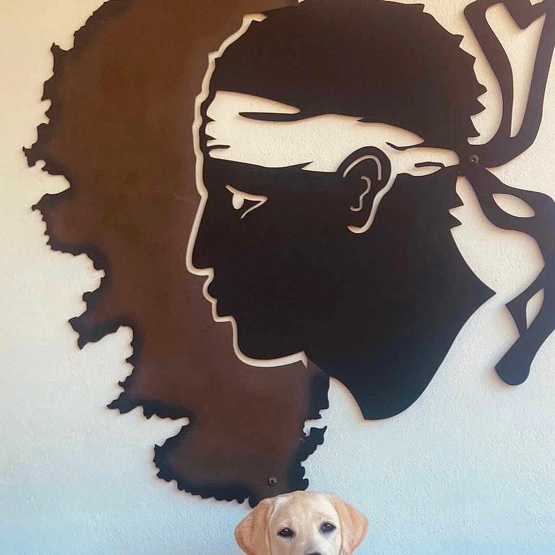 Aimy a rejoint le concours — aidez-le/la à gagner de superbes lots ! animal, bed, blanket, calm, cute, decor, dog, headband, home, indoor, labrador, light, lying_down, pet, profile, puppy, relaxed, silhouette, wall_art, yellow_labrador