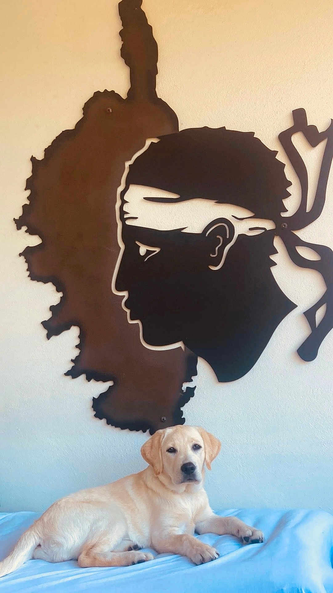 Aimy a rejoint le concours — aidez-le/la à gagner de superbes lots ! dog, puppy, labrador, yellow_labrador, lying_down, bed, blanket, wall_art, silhouette, indoor, pet, animal, cute, calm, relaxed, headband, profile, decor, home, light