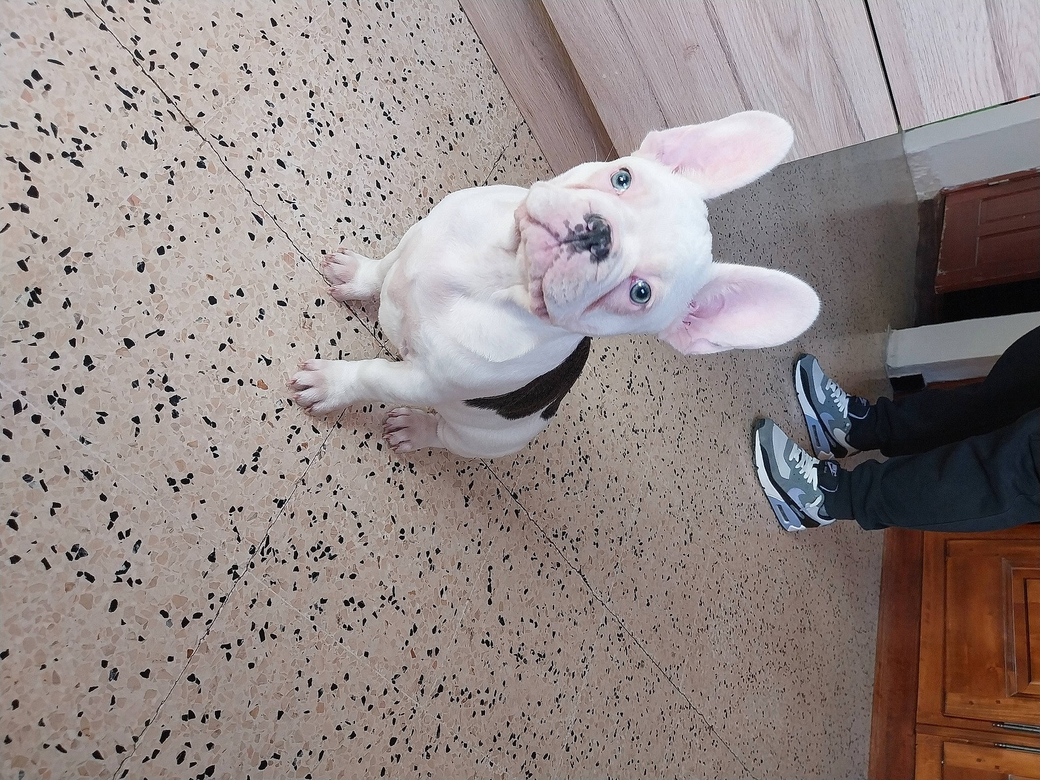 Taz participe au concours pour gagner de l'argent avec cette photo : canidae, carmine, carnivore, ceiling, companion_dog, dog, dog_breed, ear, fawn, felidae, flooring, fur, snout, sporting_group, stuffed_toy, tail, toy, whiskers, wood, working_animal