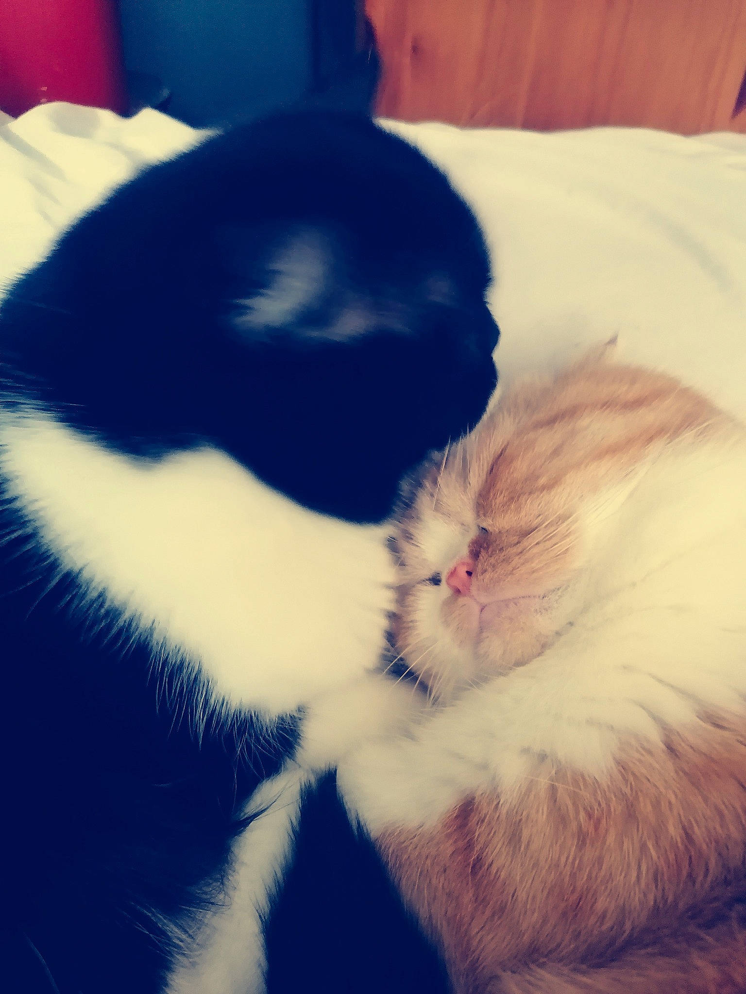 Popi a rejoint le concours — aidez-le/la à gagner de superbes lots ! carnivore, cat, cloud, comfort, domestic_short_haired_cat, electric_blue, eye, felidae, foot, fur, jaw, mammal, meteorological_phenomenon, paw, plant, sky, small_to_medium_sized_cats, snout, tail, whiskers