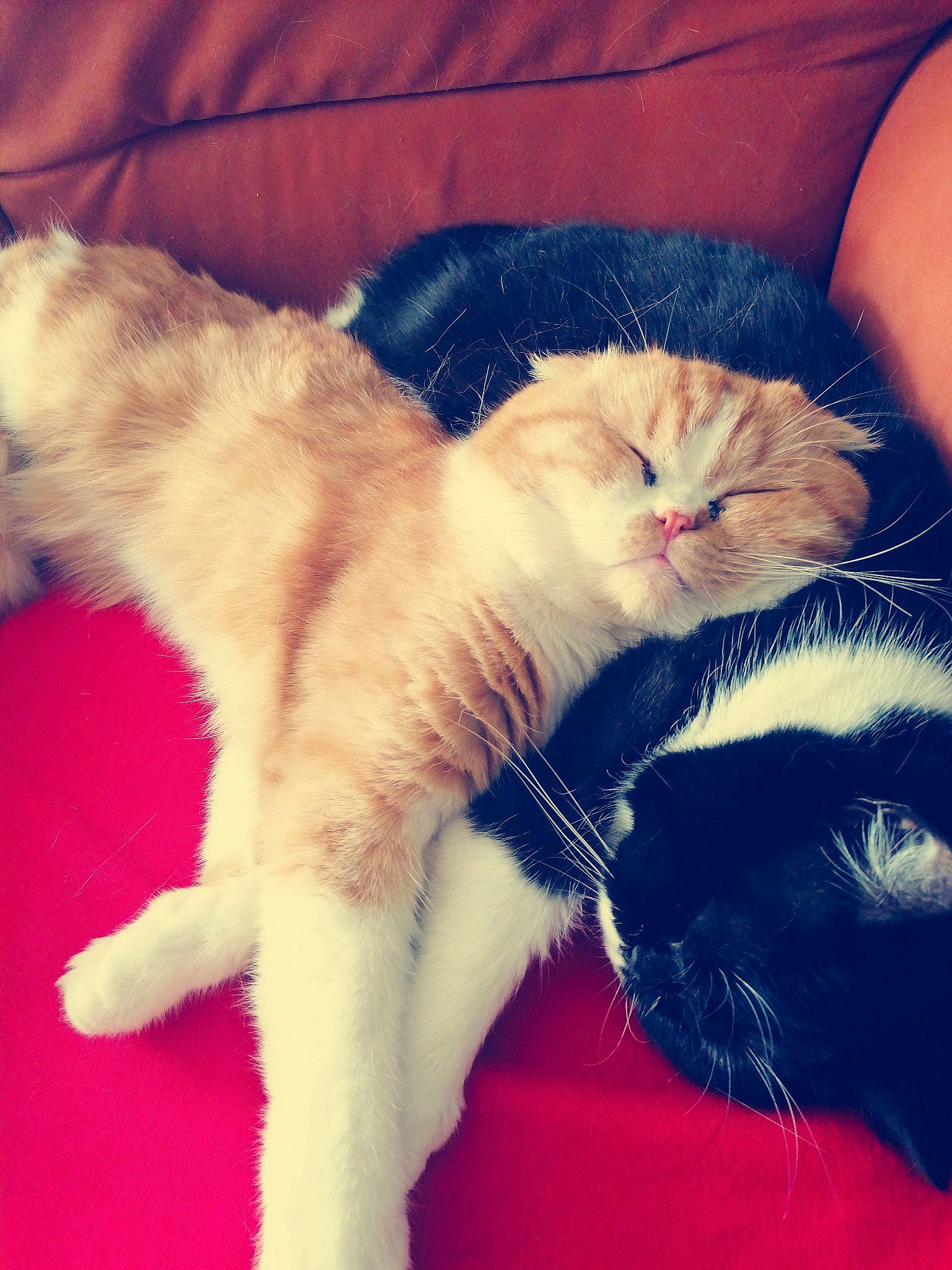 Popi a rejoint le concours — aidez-le/la à gagner de superbes lots ! carnivore, cat, cloud, comfort, ear, electric_blue, fawn, felidae, foot, fur, gesture, hand, human_leg, lap, leg, paw, small_to_medium_sized_cats, snout, tail, whiskers