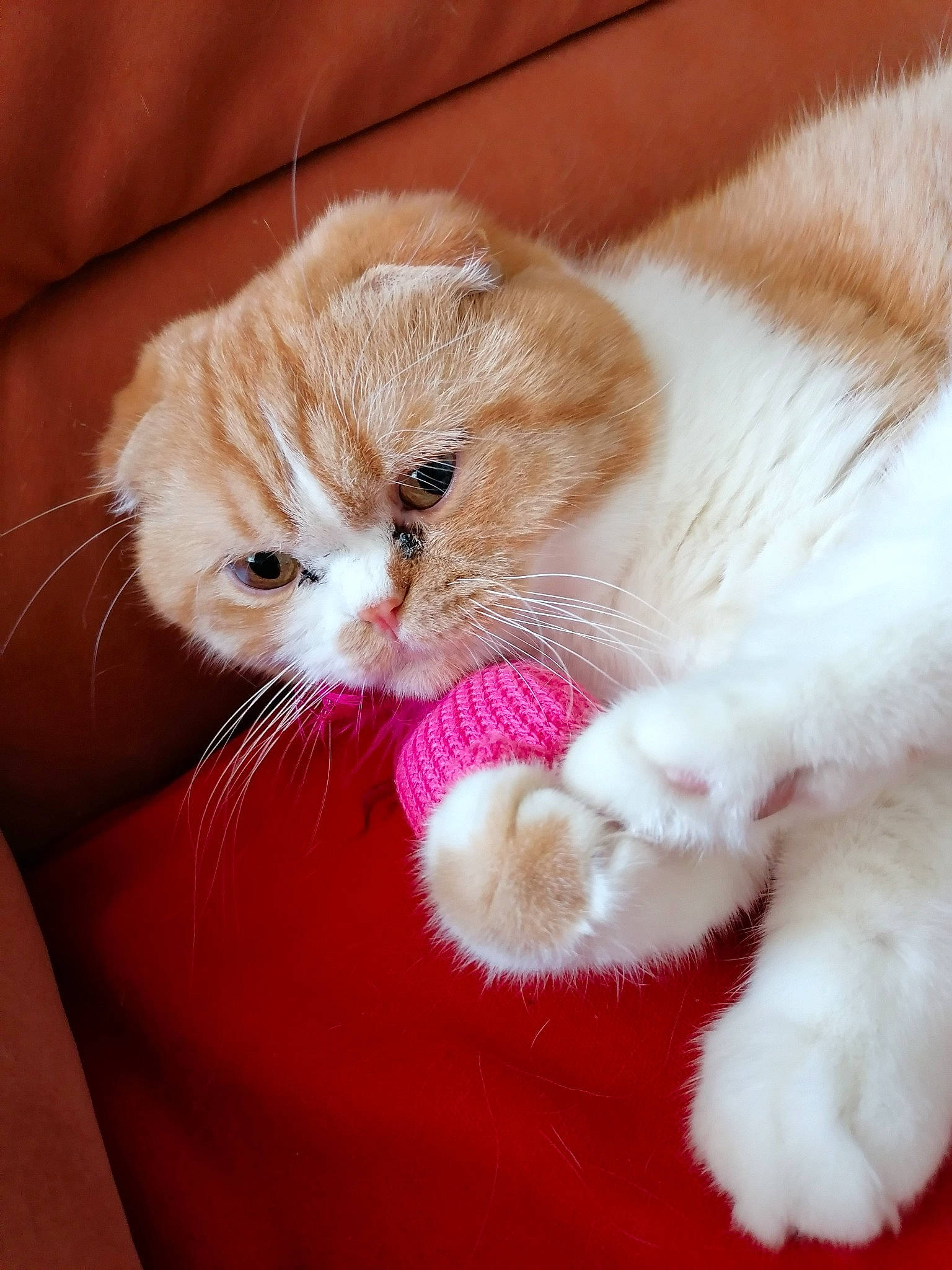 Popi a rejoint le concours — aidez-le/la à gagner de superbes lots ! carnivore, cat, claw, comfort, companion_dog, domestic_short_haired_cat, fawn, felidae, foot, fur, gesture, hat, paw, peach, small_to_medium_sized_cats, snout, tail, whiskers