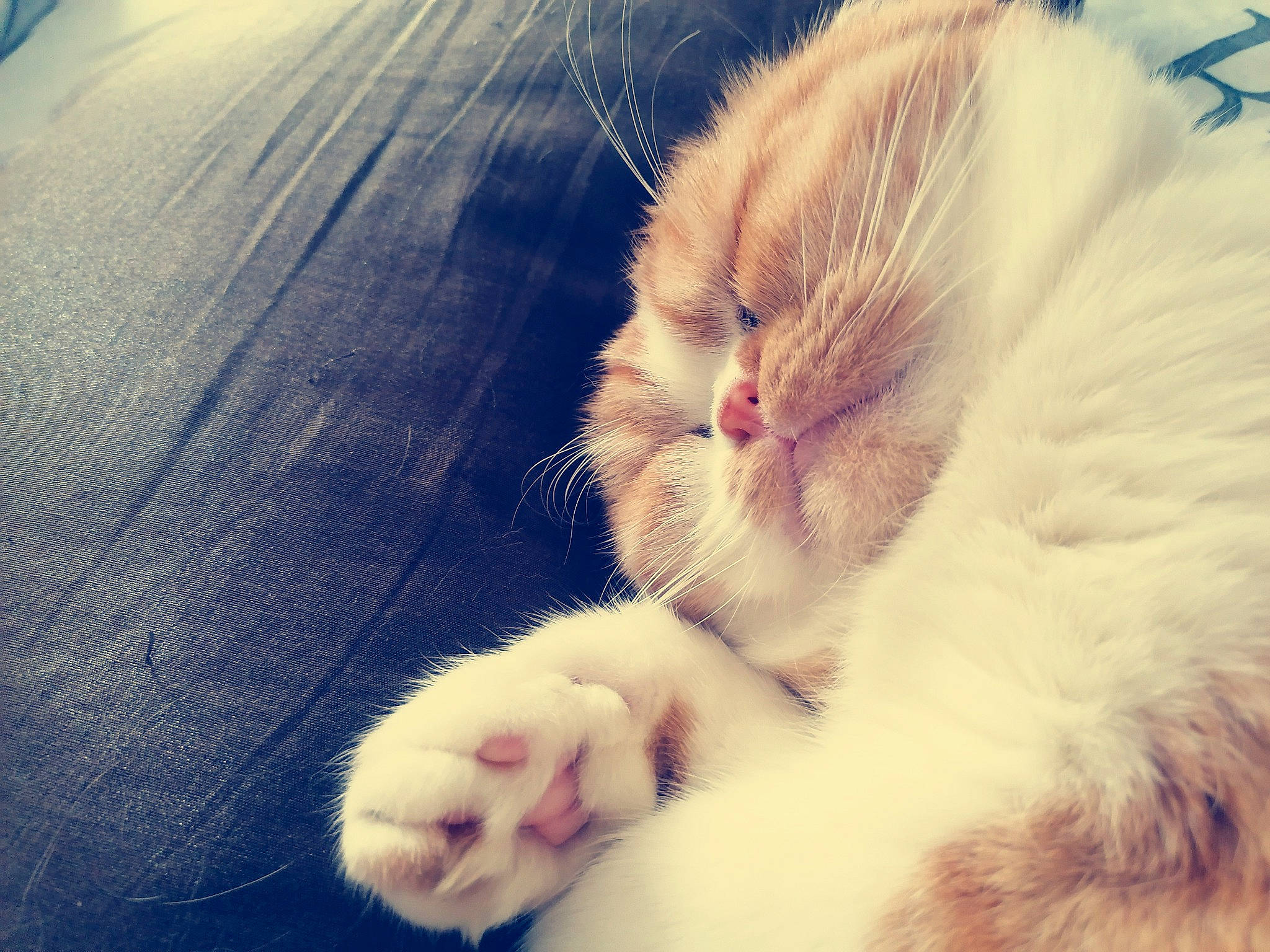 Popi a rejoint le concours — aidez-le/la à gagner de superbes lots ! beauty, carnivore, cat, close_up, cloud, domestic_short_haired_cat, eye, fawn, felidae, foot, fur, head, mammal, meteorological_phenomenon, morning, paw, small_to_medium_sized_cats, snout, tail, whiskers