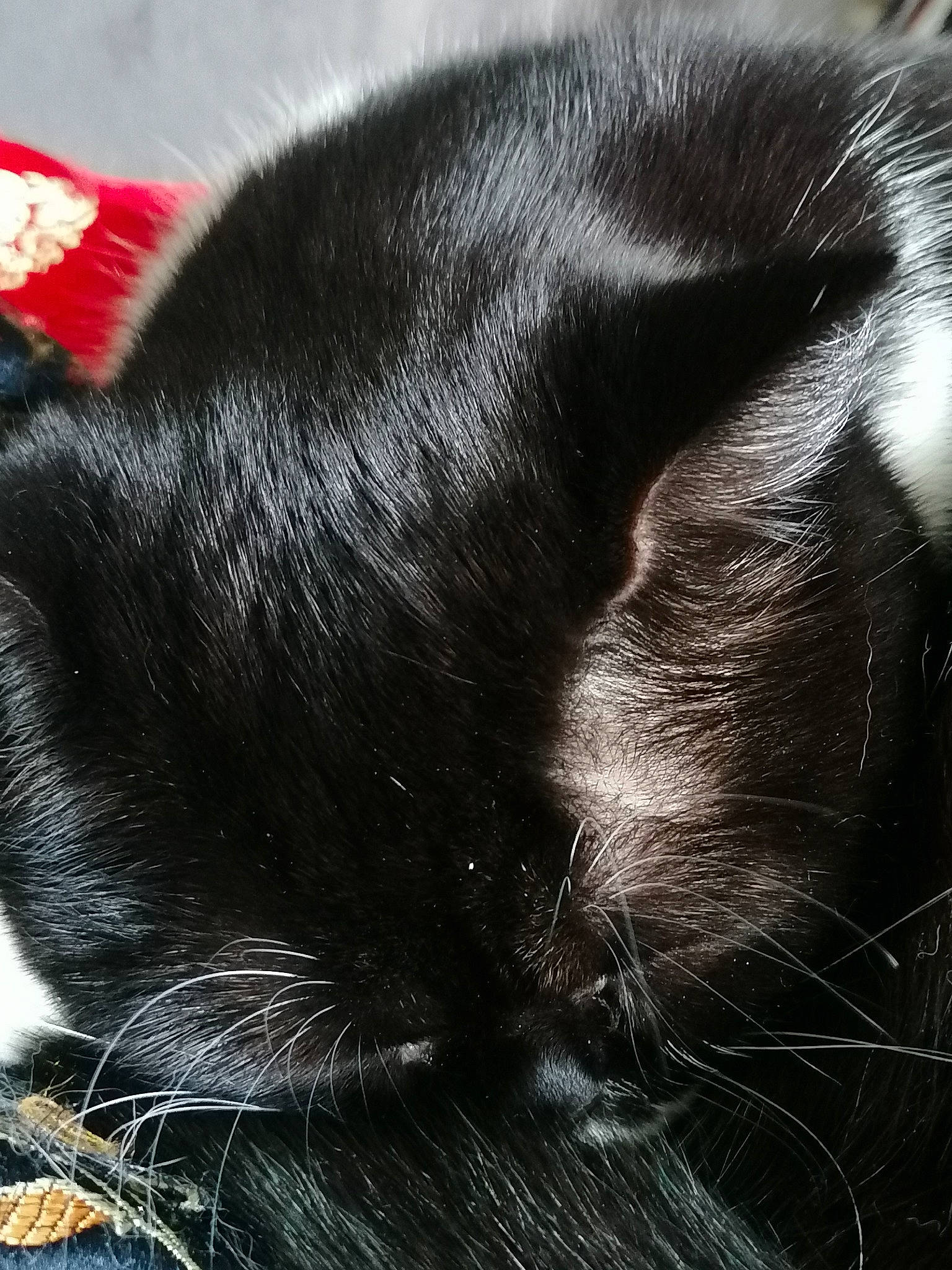 Popette participe au concours pour gagner de l'argent avec cette photo : black_cat, carnivore, cat, claw, close_up, comfort, domestic_short_haired_cat, felidae, fur, mammal, nap, organism, paw, small_to_medium_sized_cats, snout, tail, terrestrial_animal, vertebrate, whiskers, wildlife