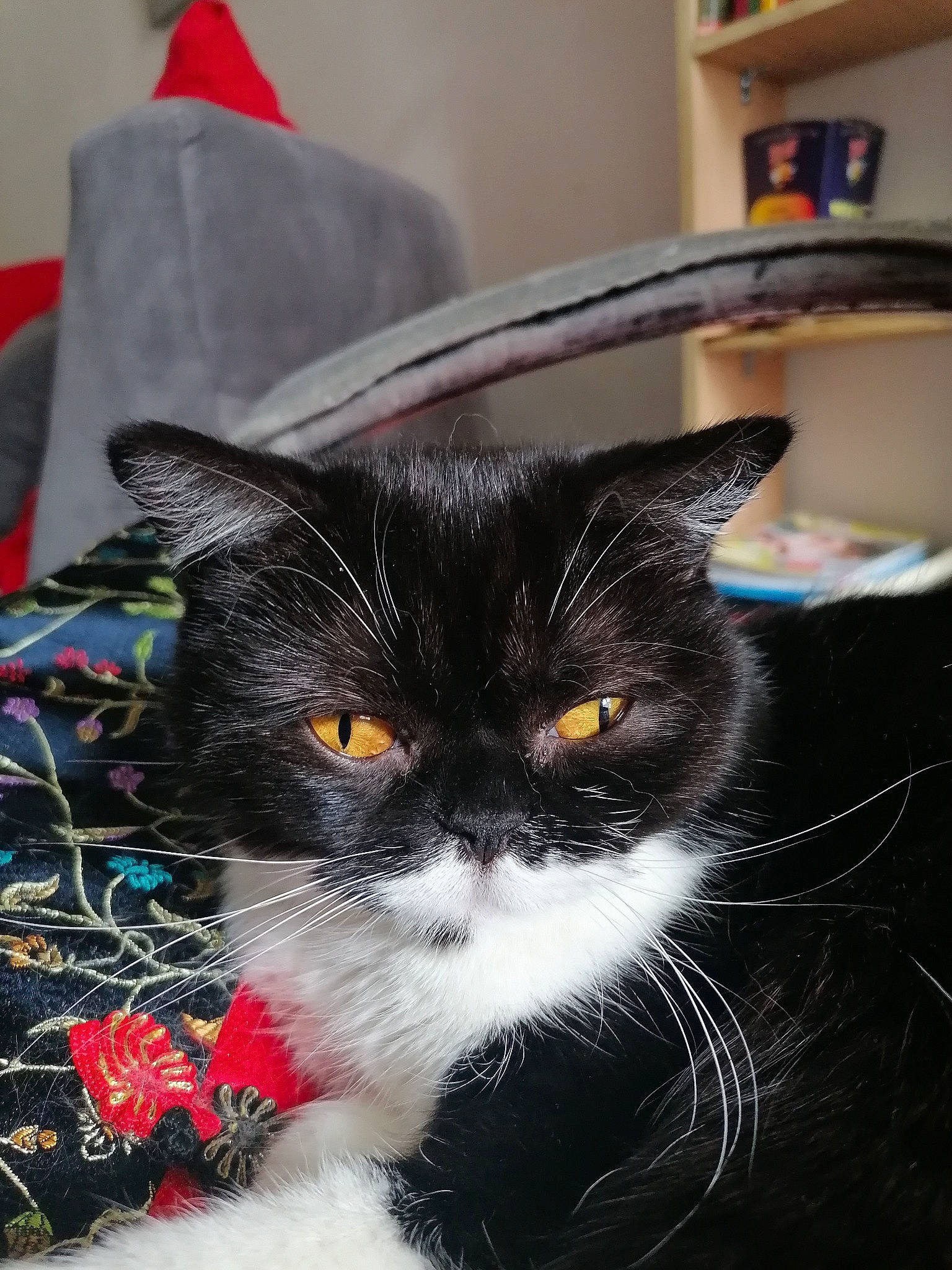 Popette a rejoint le concours — aidez-le/la à gagner de superbes lots ! carmine, carnivore, cat, domestic_short_haired_cat, felidae, flag, formal_wear, fur, shelf, small_to_medium_sized_cats, snout, tail, whiskers, window