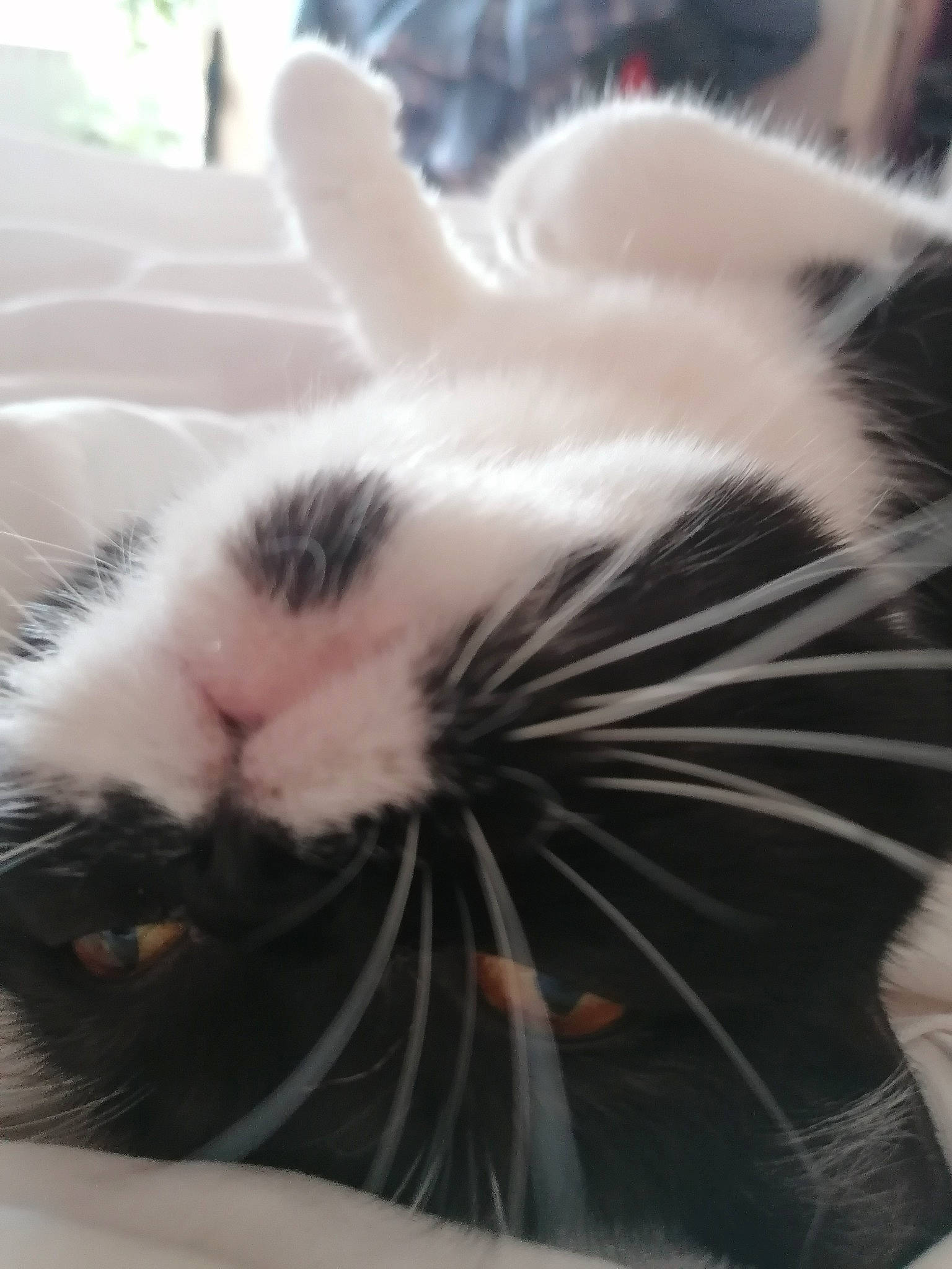 Popette participe au concours pour gagner de l'argent avec cette photo : carnivore, cat, comfort, felidae, fur, head, mammal, nap, nose, paw, small_to_medium_sized_cats, snout, terrestrial_animal, vertebrate, whiskers