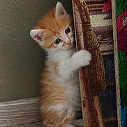 Rouky participe au concours pour gagner de l'argent avec cette photo : animal, cat, curious, cute, domestic_animal, feline, floor, fur, indoor, kitten, orange_cat, pet, playful, puzzle, puzzle_box, small, whiskers, white_cat, wooden_floor, young