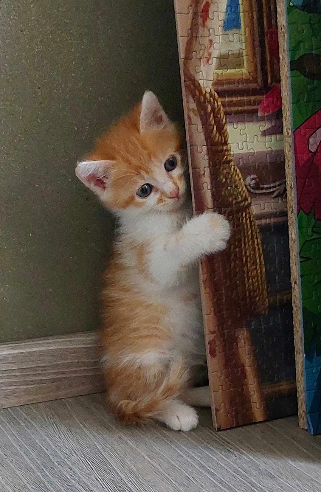Rouky participe au concours pour gagner de l'argent avec cette photo : animal, cat, curious, cute, domestic_animal, feline, floor, fur, indoor, kitten, orange_cat, pet, playful, puzzle, puzzle_box, small, whiskers, white_cat, wooden_floor, young