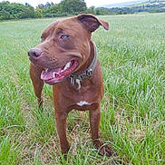 Tino a rejoint le concours — aidez-le/la à gagner de superbes lots ! animal, ball, boxer, bulldog, canine, dog, field, grass, grassland, green, hound, labradorretriever, lawn, nature, outdoors, pet, pitbull, plant, puppy, sport