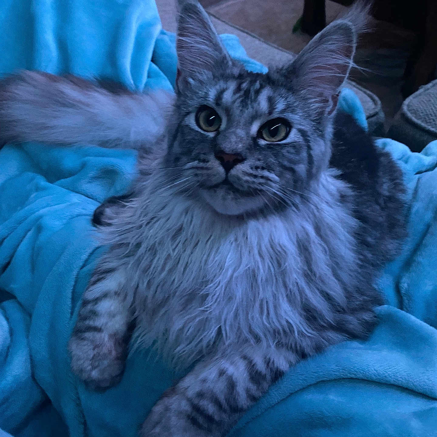 Apollo joined the competition — help win amazing prizes! abyssinian, angora, animal, bed, blanket, cat, chair, couch, furniture, hardwood, homedecor, indoors, kitten, linen, manx, pet, quilt, siamese, towel, wood