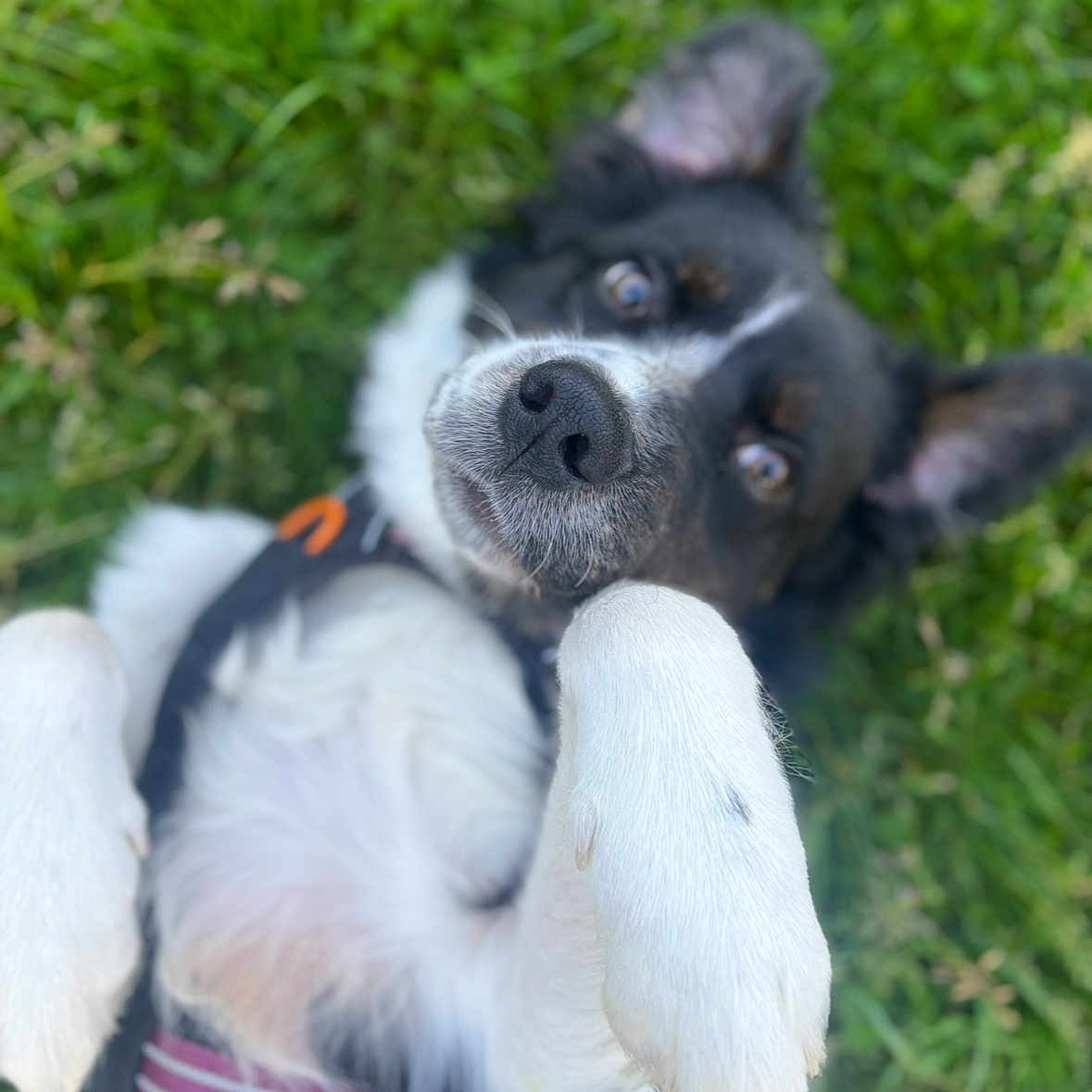 Vyper participe au concours pour gagner de l'argent avec cette photo : accessories, animal, beagle, bostonbull, bulldog, canine, chihuahua, cockerspaniel, collie, dog, grass, hound, husky, lawn, pet, plant, pointer, puppy, snout, strap