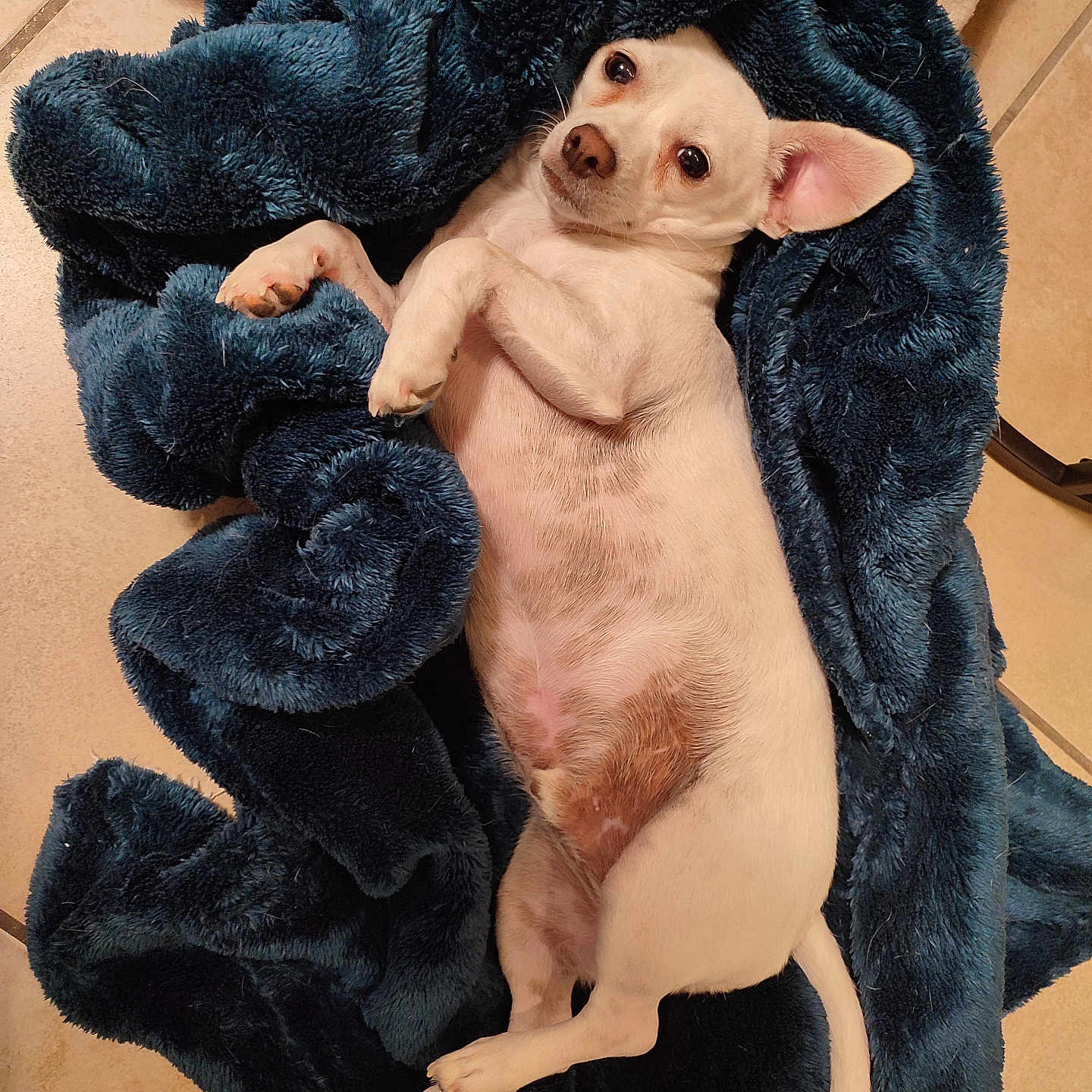 Sunny a rejoint le concours — aidez-le/la à gagner de superbes lots ! animal, beagle, blanket, bulldog, canine, chihuahua, clothing, dog, dogbed, fleece, fur, hound, labradorretriever, person, pet, pitbull, puppy, sleeping, towel, velvet