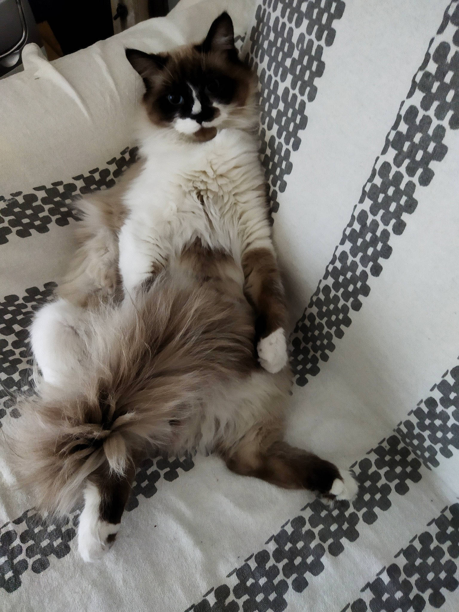 Rio participe au concours pour gagner de l'argent avec cette photo : carnivore, cat, claw, comfort, domestic_short_haired_cat, fawn, felidae, flooring, fur, grey, pattern, paw, sitting, small_to_medium_sized_cats, snout, tail, thai, whiskers, white