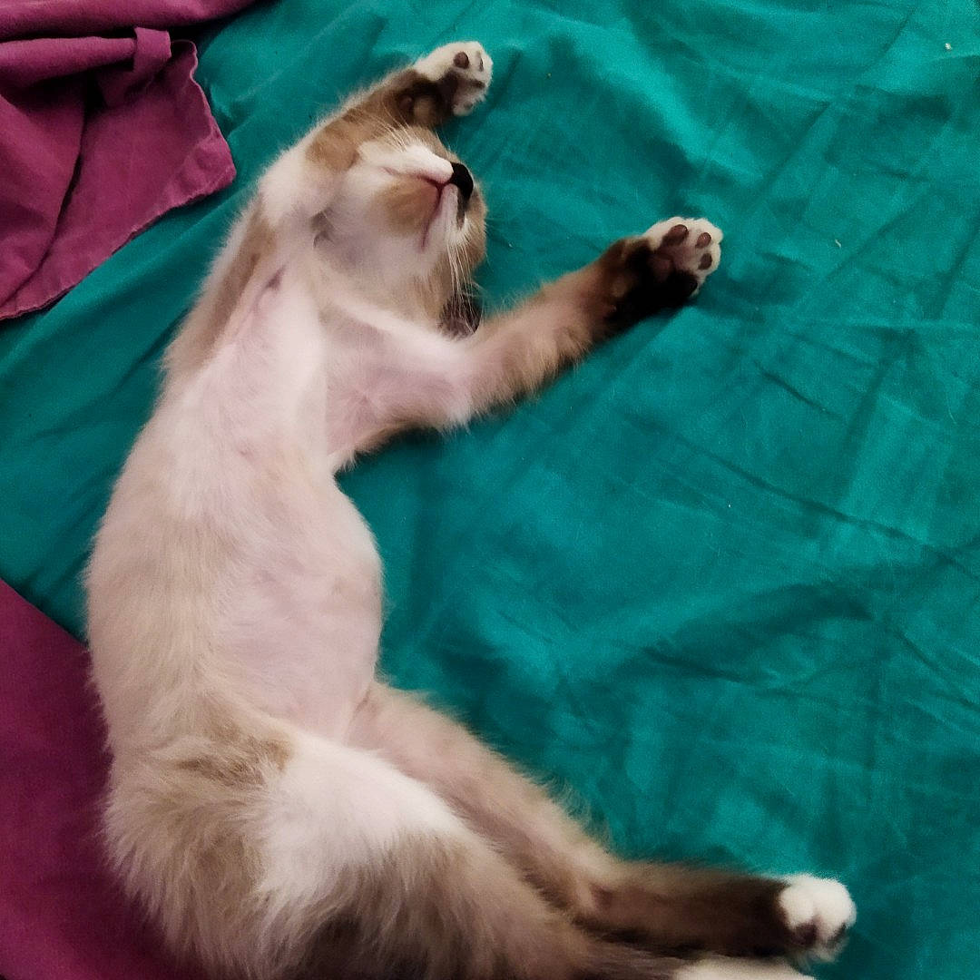 Rio participe au concours pour gagner de l'argent avec cette photo : canidae, carnivore, cat, comfort, companion_dog, dog_breed, fang, fawn, felidae, fur, linens, paw, siamese, small_to_medium_sized_cats, sporting_group, tail, terrestrial_animal, whiskers, wildlife