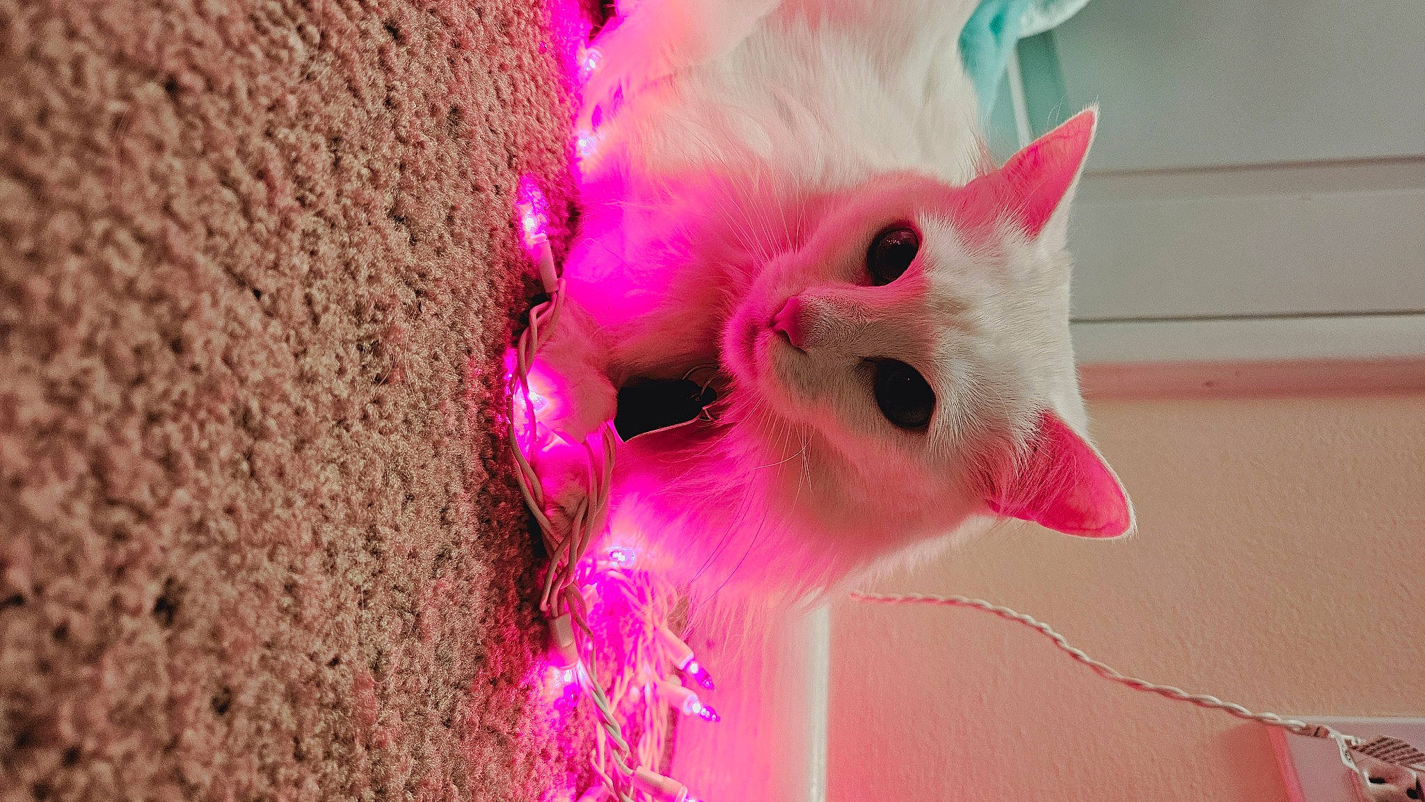 Dutchess is registered to the contest to win money with this photo: art, carnivore, cat, close_up, eyelash, fawn, felidae, fur, magenta, paw, peach, petal, pink, plant, small_to_medium_sized_cats, snout, tail, whiskers, wood