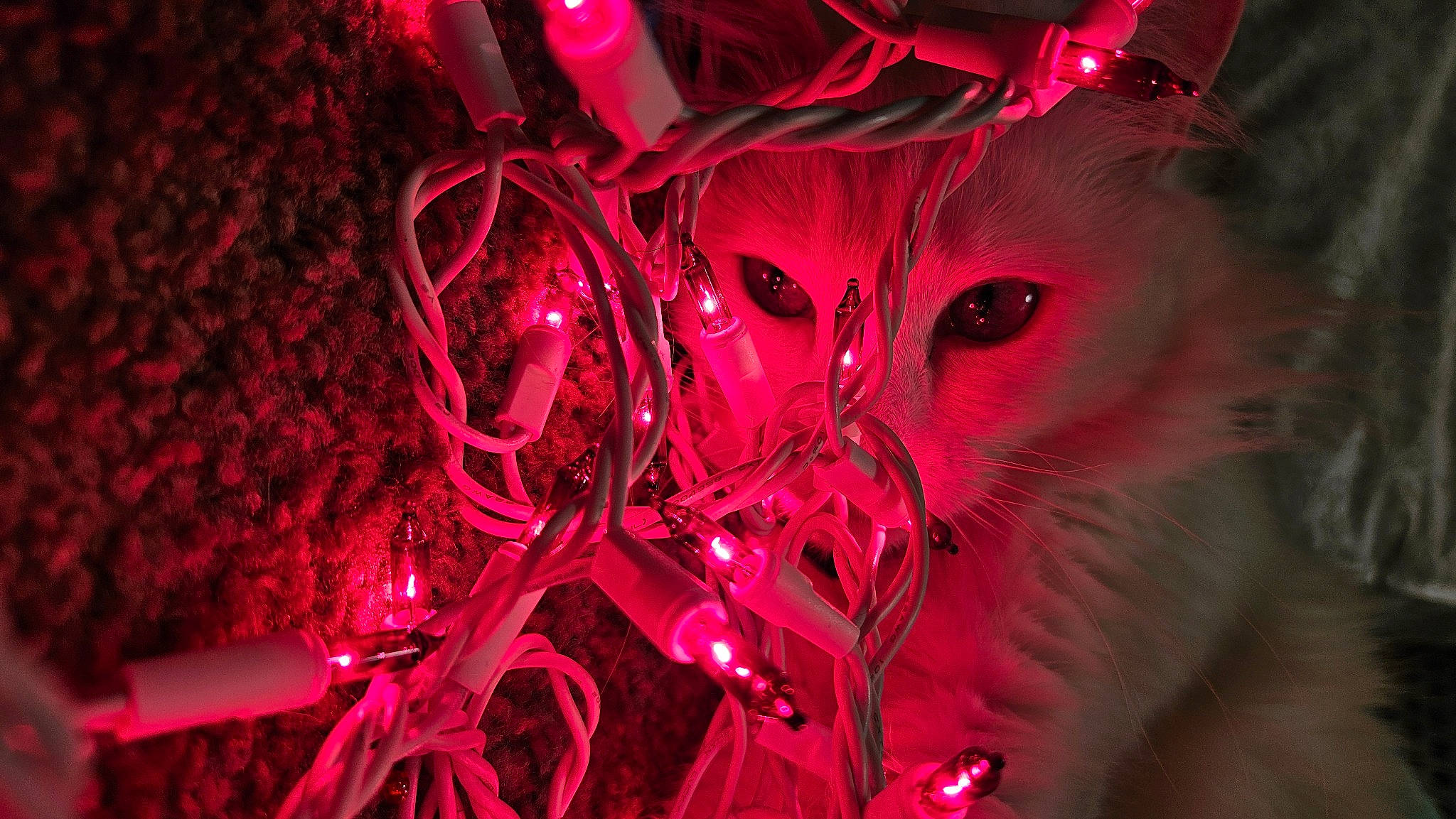 Dutchess joined the competition — help win amazing prizes! art, automotive_lighting, carmine, darkness, electric_blue, event, font, fractal_art, graphic_design, graphics, magenta, neon, organism, pattern, pink, plant, purple, tree, visual_effect_lighting, water