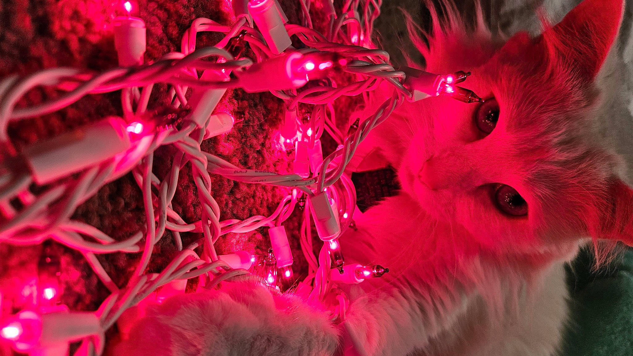 Dutchess is registered to the contest to win money with this photo: art, carmine, christmas_ornament, electric_blue, event, fashion_accessory, feather, felidae, fur, holiday, magenta, organism, pattern, petal, pink, plant, purple, red, small_to_medium_sized_cats, whiskers
