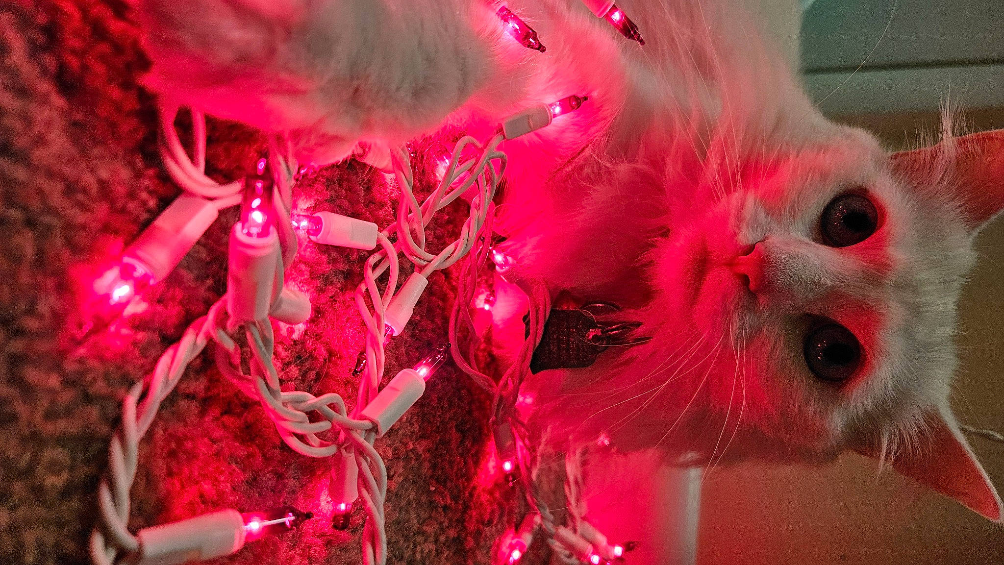 Dutchess is registered to the contest to win money with this photo: art, cat, christmas_decoration, christmas_ornament, close_up, event, feather, felidae, fur, holiday, holiday_ornament, magenta, organism, ornament, petal, pink, plant, small_to_medium_sized_cats, tree, whiskers
