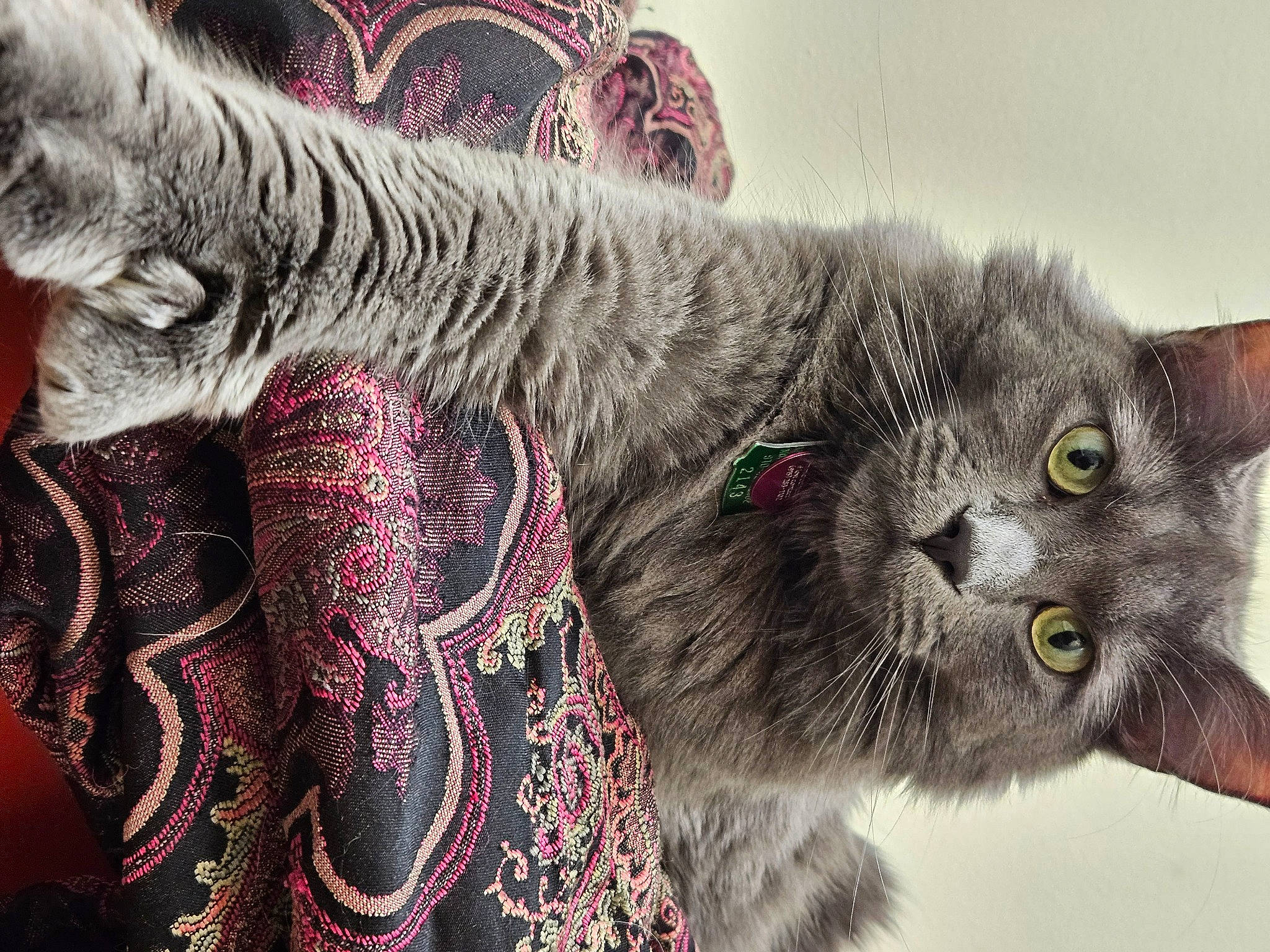 Sir Toemas is registered to the contest to win money with this photo: art, carnivore, cat, domestic_short_haired_cat, felidae, fur, grey, illustration, magenta, painting, pattern, paw, small_to_medium_sized_cats, snout, tail, terrestrial_animal, visual_arts, whiskers, wildlife, working_animal