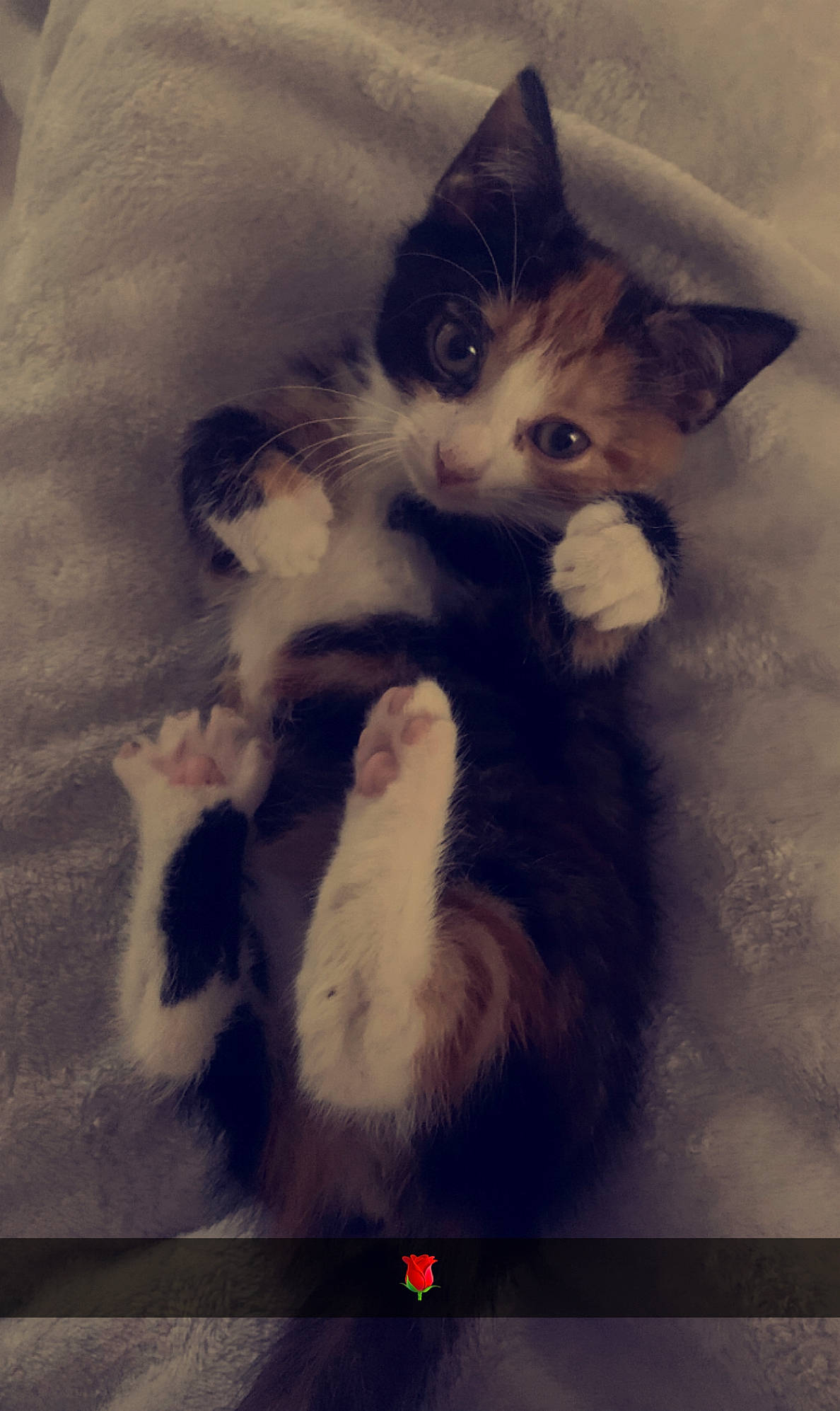 Saya a rejoint le concours — aidez-le/la à gagner de superbes lots ! art, carnivore, cat, claw, domestic_short_haired_cat, felidae, fur, gesture, meteorological_phenomenon, paw, photo_caption, sky, small_to_medium_sized_cats, snout, square, tail, visual_arts, whiskers