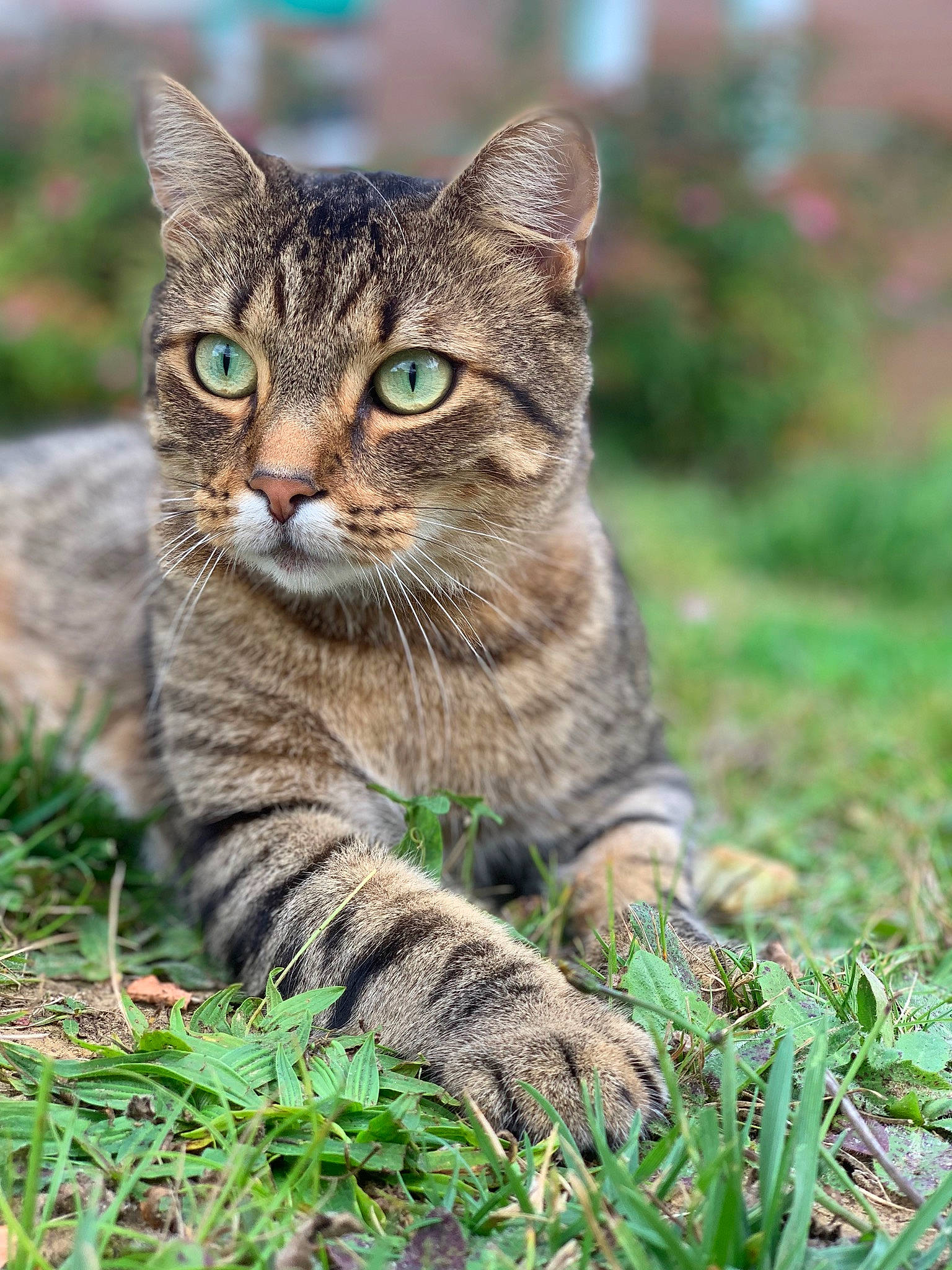 Pougy a rejoint le concours — aidez-le/la à gagner de superbes lots ! bobcat, carnivore, cat, close_up, domestic_short_haired_cat, felidae, fur, grass, groundcover, lynx, ocelot, plant, small_to_medium_sized_cats, snout, terrestrial_animal, tree, whiskers, wildlife