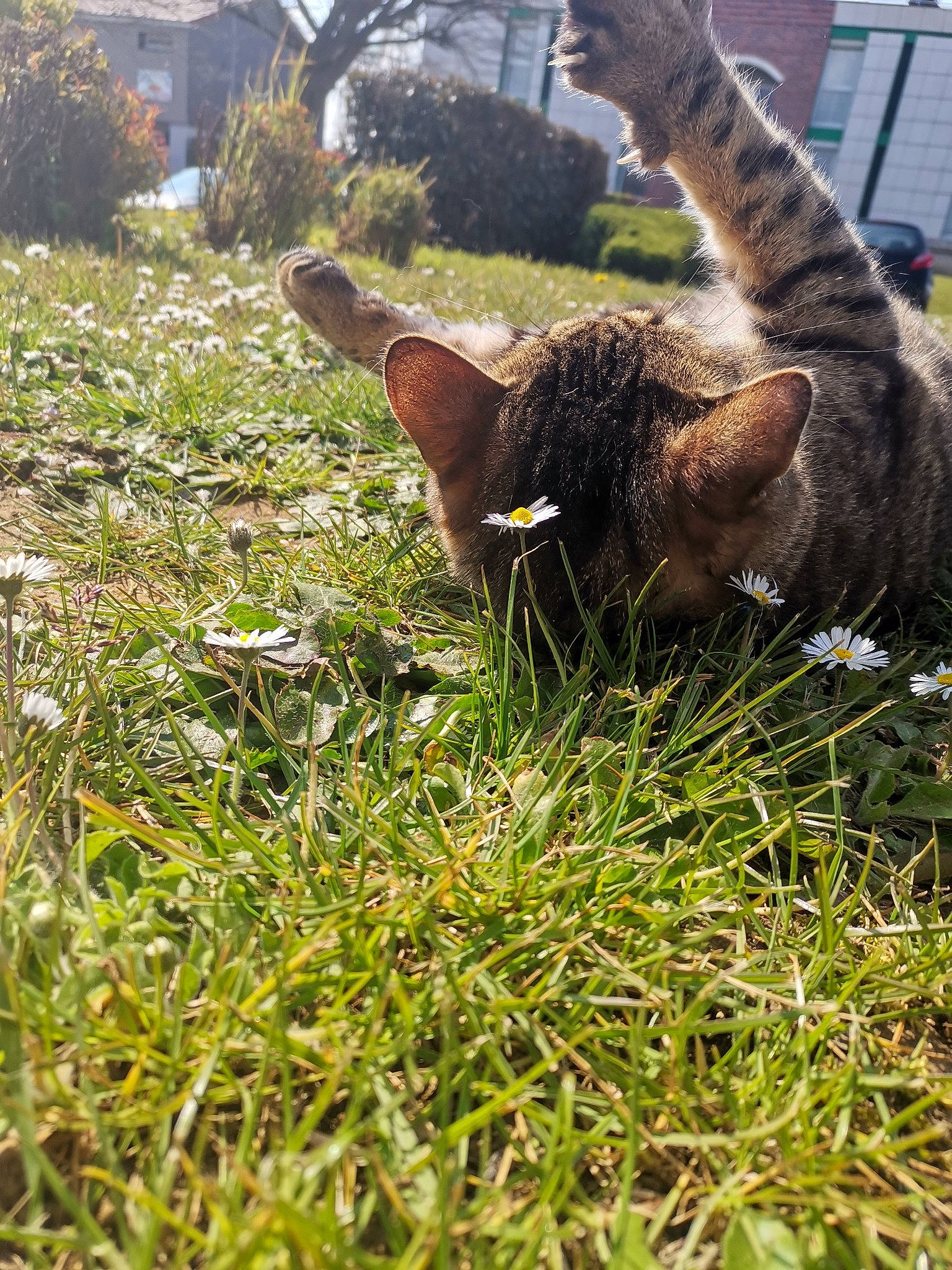 Pougy participe au concours pour gagner de l'argent avec cette photo : building, carnivore, cat, dog_breed, fawn, felidae, grass, grass_family, groundcover, lawn, leaf, plant, small_to_medium_sized_cats, snout, tail, terrestrial_animal, tree, whiskers, window, working_animal