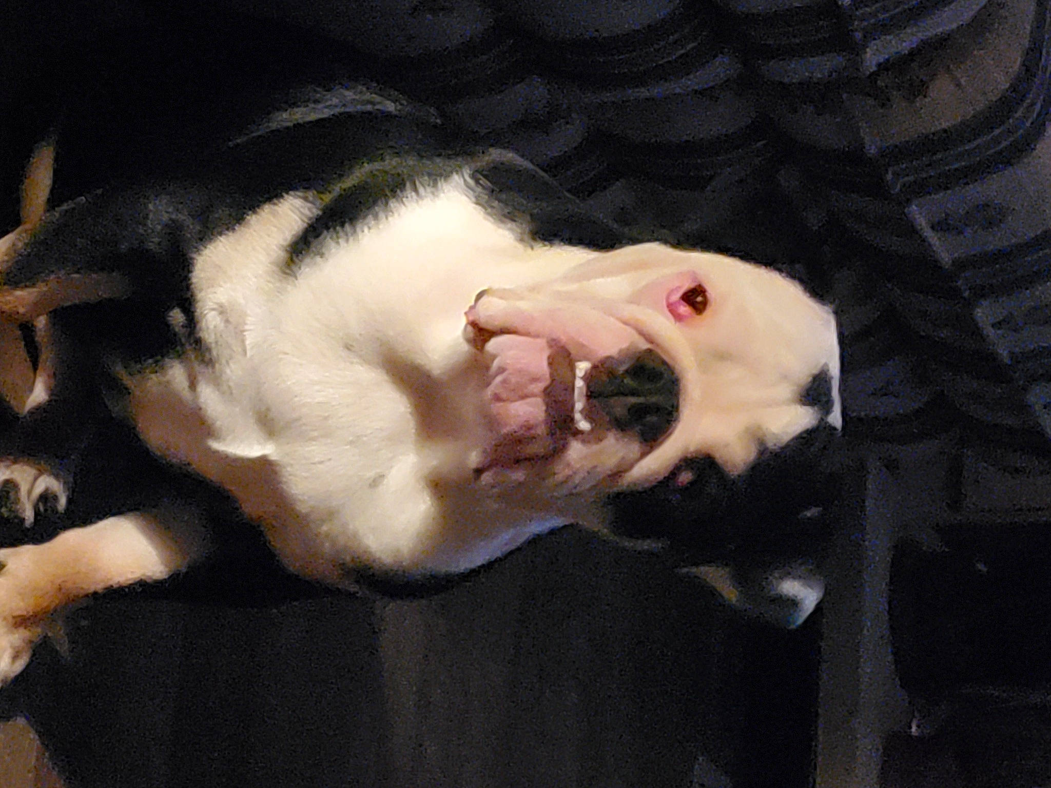 Cannon joined the competition — help win amazing prizes! canidae, carnivore, collar, companion_dog, dog, dog_breed, fang, fawn, fur, jaw, non_sporting_group, paw, snout, sporting_group, tail, terrestrial_animal, whiskers