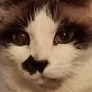 Hutch is registered to the contest to win money with this photo: cat, close_up, face, fur, whiskers, animal, pet, eyes, nose, muzzle, domestic_cat, feline, cute, fluffy, white_fur, brown_fur, black_markings, portrait, indoor, looking