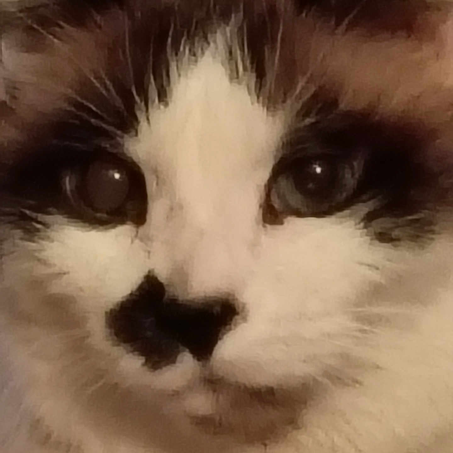 Hutch is registered to the contest to win money with this photo: cat, close_up, face, fur, whiskers, animal, pet, eyes, nose, muzzle, domestic_cat, feline, cute, fluffy, white_fur, brown_fur, black_markings, portrait, indoor, looking