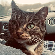Kitten joined the competition — help win amazing prizes! cat, tabby_cat, green_eyes, pet, animal, indoor, car_interior, close_up, fur, whiskers, relaxed, person, lap, window, daylight, seat, comfort, domestic_animal, portrait, mammal
