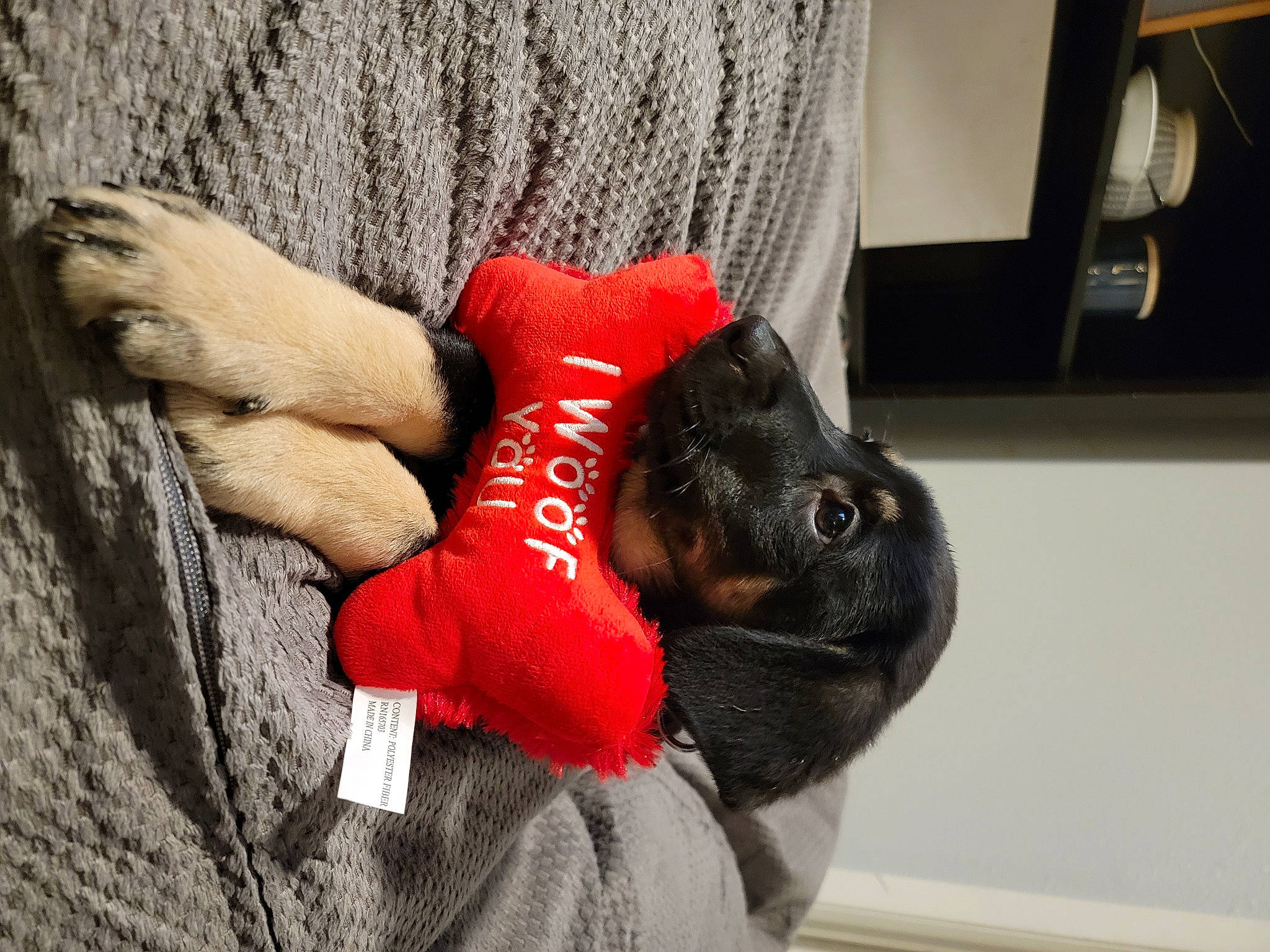 Nova joined the competition — help win amazing prizes! canidae, carmine, claw, comfort, companion_dog, couch, dog, dog_breed, fawn, fur, human_leg, linens, plush, snout, sporting_group, stuffed_toy, toy, whiskers, wood, wrist