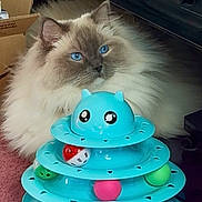 Finn is registered to the contest to win money with this photo: cat, blue_eyes, fluffy_fur, cat_toy, balls, turquoise, pink_carpet, indoor, electronics, curious, pet, animal, feline, cute, playful, relaxed, home, box, background, toy