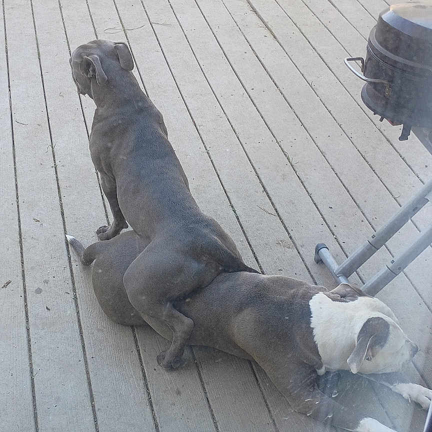 Phatboy Koda joined the competition — help win amazing prizes! animal, backyard, canine, dirt, dog, domestic_animal, fence, funny_pose, grass, grey_dog, grill, outdoor, pet, playful, rake, relaxing, sunlight, white_spot, wooden_deck, yard