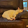 animal, brown_leather_chair, cat, comfortable, cozy, domestic, feline, fur, home, indoor, paw, pet, pink_paw_pads, quiet, relaxation, resting, sleeping, soft_light, white_cat, window