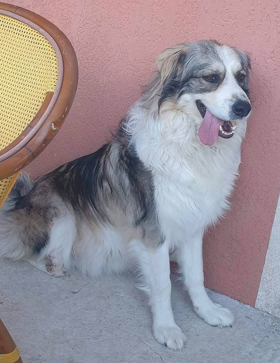 Poupy participe au concours pour gagner de l'argent avec cette photo : ancient_dog_breeds, australian_shepherd, border_collie, carnivore, companion_dog, dog, dog_breed, fur, herding_dog, mesh, snout, sporting_group, working_dog