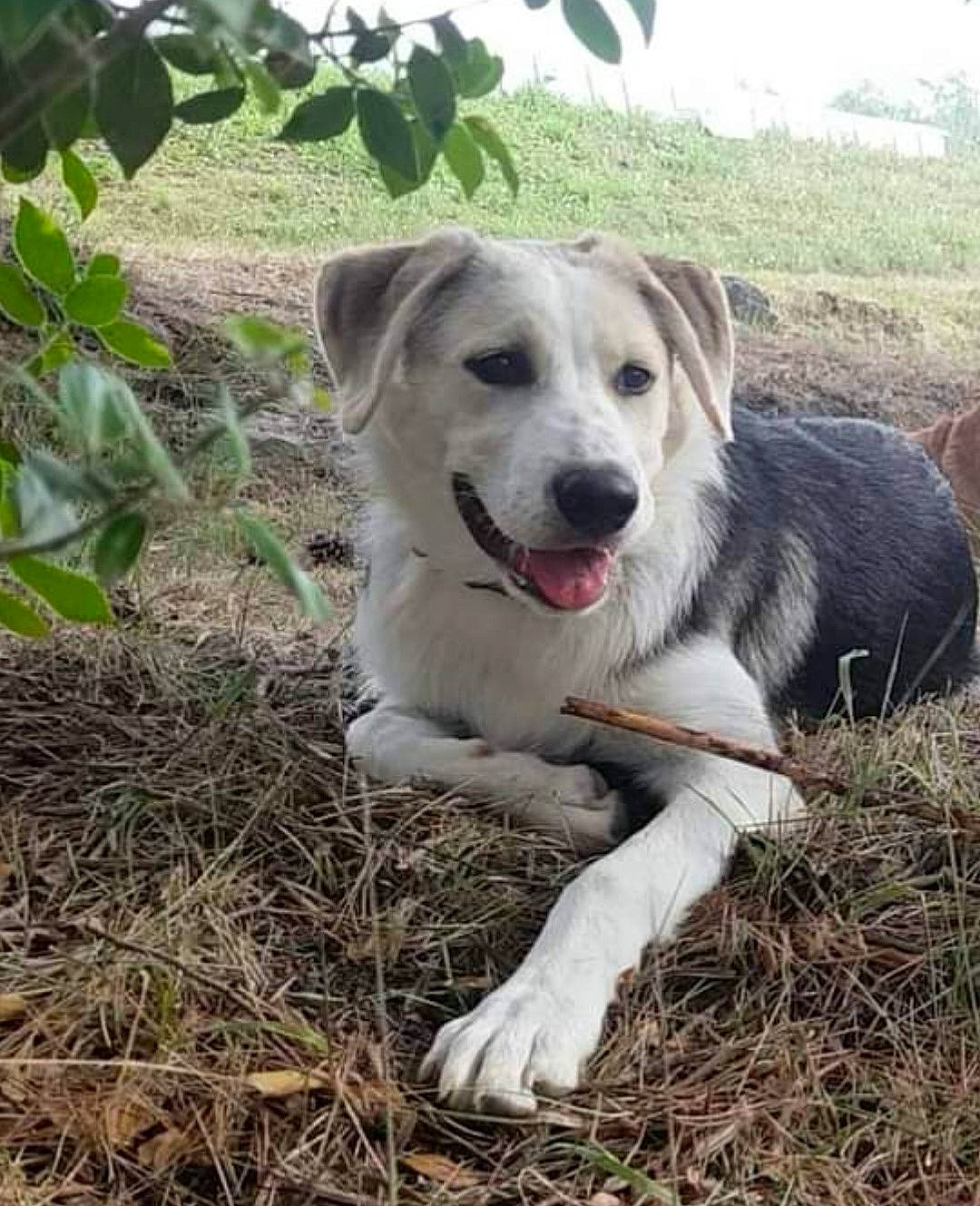 Snow participe au concours pour gagner de l'argent avec cette photo : carnivore, companion_dog, dog, dog_breed, fang, grass, plant, soil, sporting_group, terrestrial_animal, water, working_dog