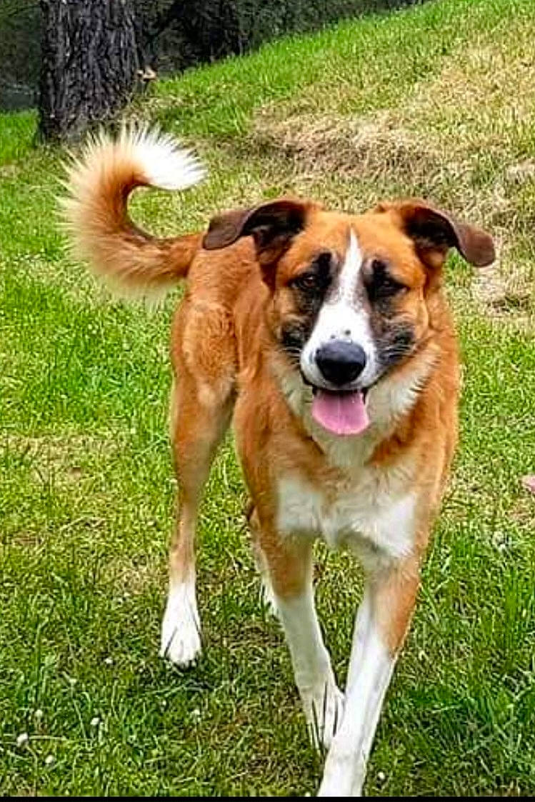 Modjo participe au concours pour gagner de l'argent avec cette photo : ancient_dog_breeds, canidae, carnivore, collar, companion_dog, dog, dog_breed, fawn, grass, hunting_dog, plant, snout, sporting_group, tail, terrestrial_animal, tree, working_animal, working_dog