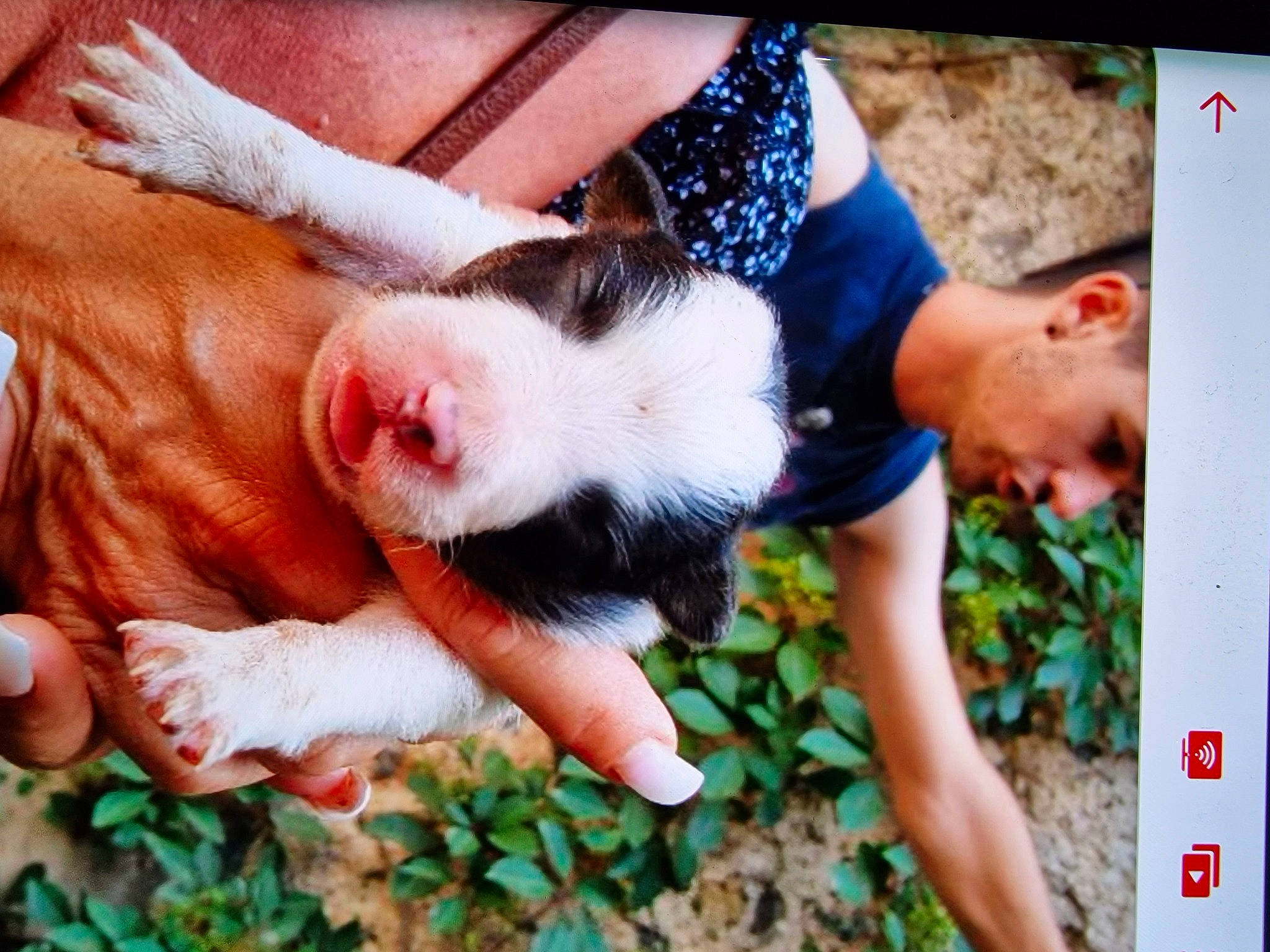 Pogo participe au concours pour gagner de l'argent avec cette photo : child, companion_dog, dog_breed, fawn, finger, fun, fur, gesture, grass, hand, happy, human_leg, nail, organism, people_in_nature, plant, snout, terrestrial_animal, thumb, wrist