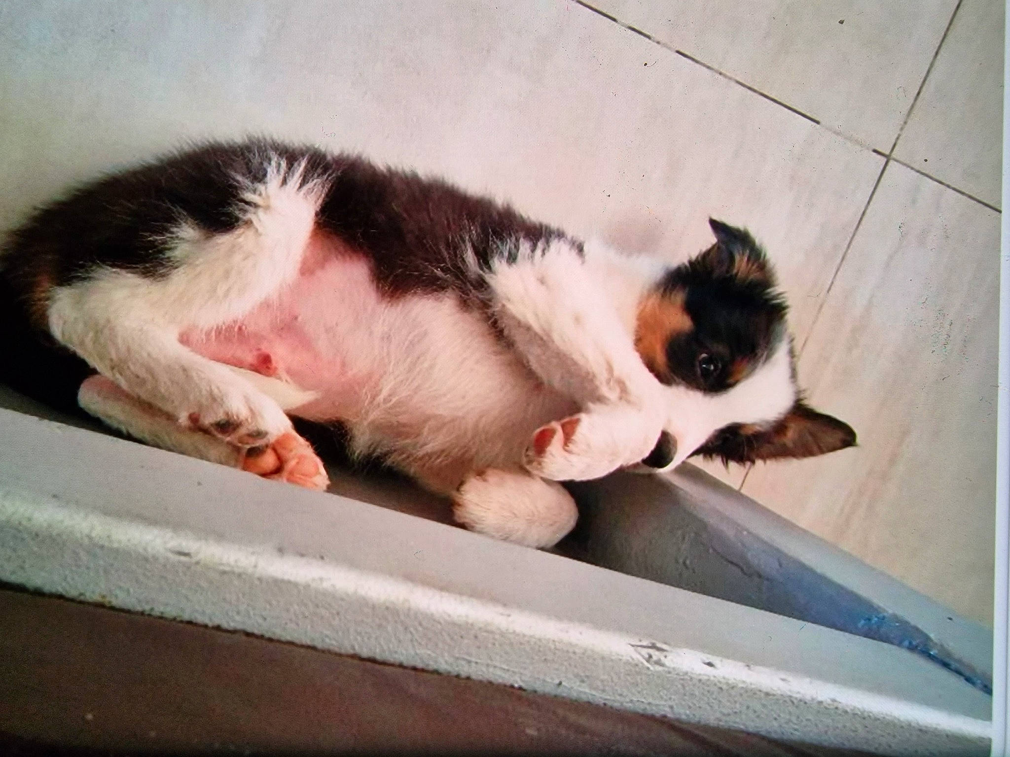 Pogo participe au concours pour gagner de l'argent avec cette photo : carnivore, cat, claw, comfort, comfort_food, companion_dog, dog_breed, domestic_short_haired_cat, fawn, felidae, foot, fur, paw, recipe, rectangle, small_to_medium_sized_cats, snout, tail, whiskers, window