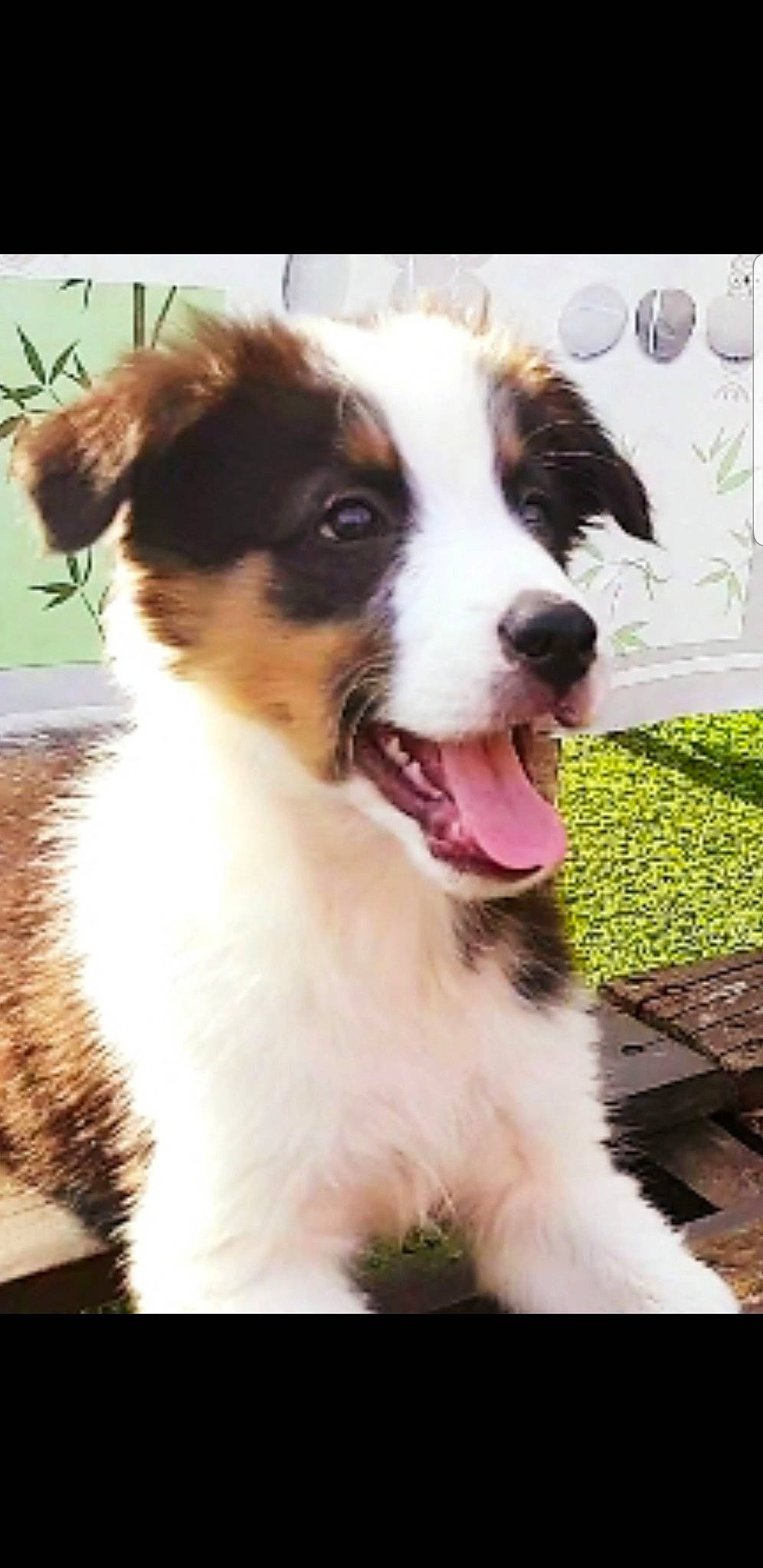 Pogo a rejoint le concours — aidez-le/la à gagner de superbes lots ! australian_collie, australian_shepherd, border_collie, canidae, carnivore, companion_dog, dog, dog_breed, mammal, miniature_australian_shepherd, puppy, rare_breed_dog, snout, sporting_group, vertebrate, welsh_sheepdog, working_dog