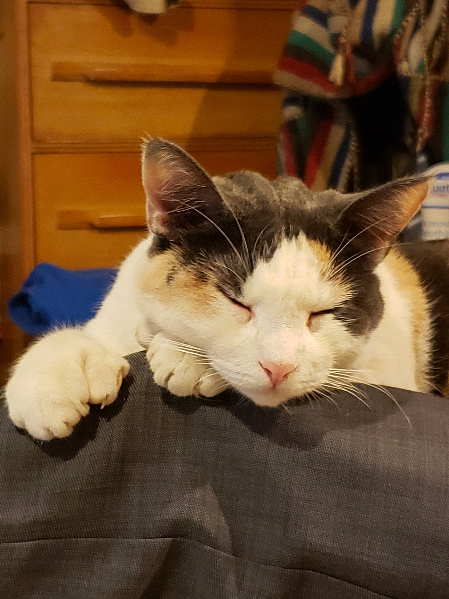 Cali is registered to the contest to win money with this photo: aegean_cat, american_wirehair, asian, carnivore, cat, domestic_short_haired_cat, ear, european_shorthair, felidae, fur, kitten, mammal, polydactyl_cat, small_to_medium_sized_cats, whiskers