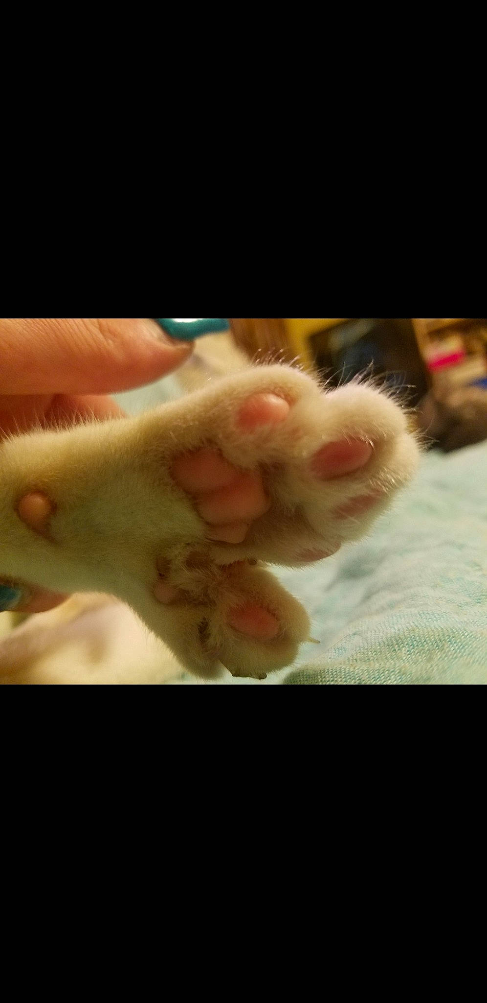 Cali is registered to the contest to win money with this photo: baby, carnivore, cat, child, claw, ear, fawn, felidae, finger, foot, hand, kitten, leg, nail, paw, photo_caption, polydactyl_cat, skin, small_to_medium_sized_cats, tail