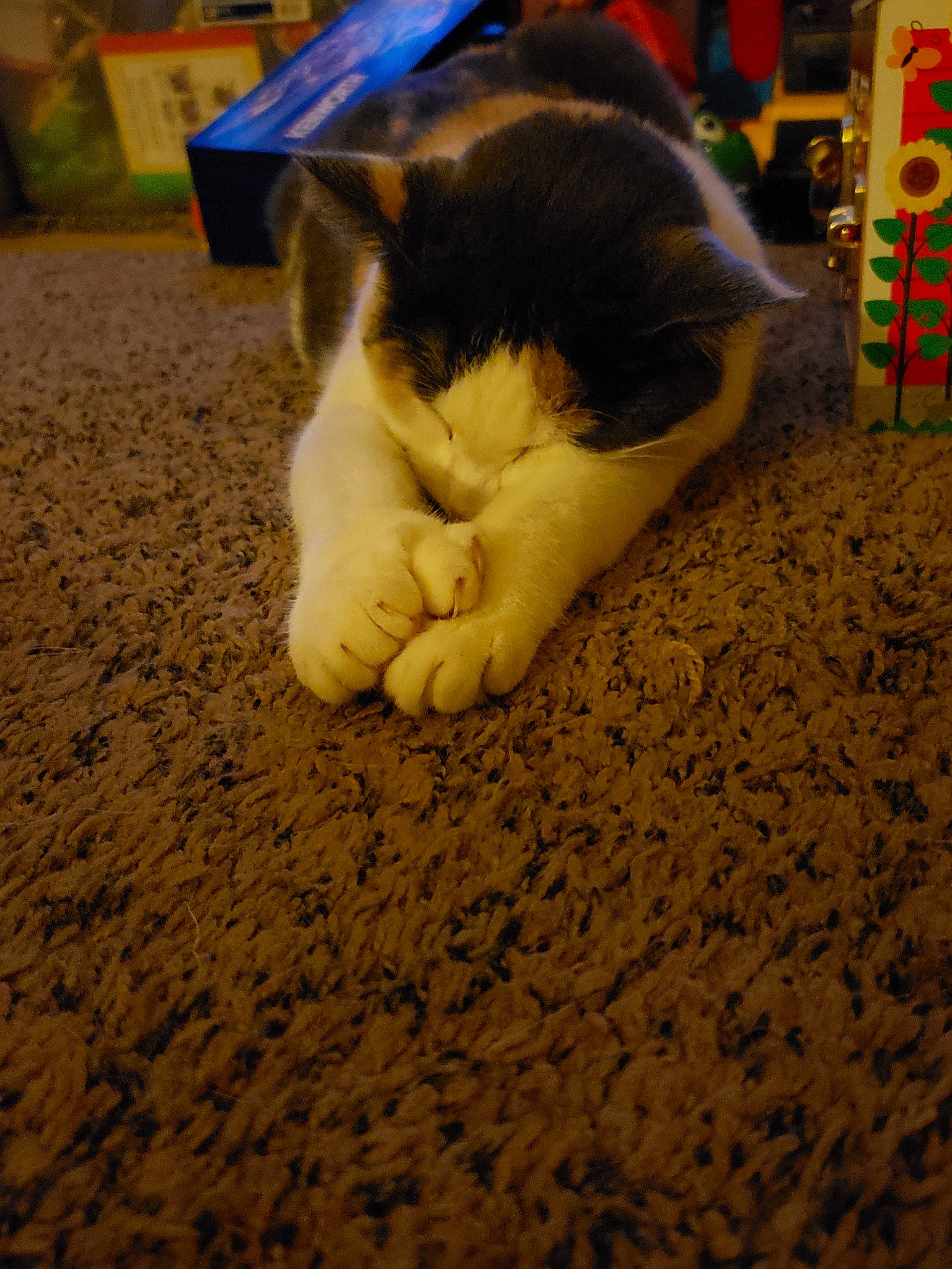 Cali joined the competition — help win amazing prizes! carnivore, cat, fawn, felidae, flooring, fur, kitten, paw, polydactyl_cat, small_to_medium_sized_cats, tail, whiskers